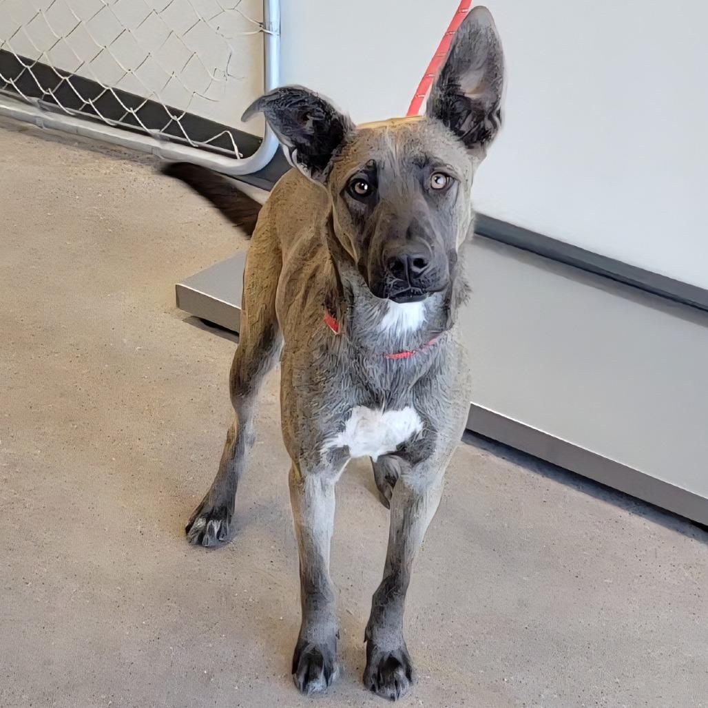 Zinnia, a Adoptable Mixed Breed in Las Cruces, NM image 6/6