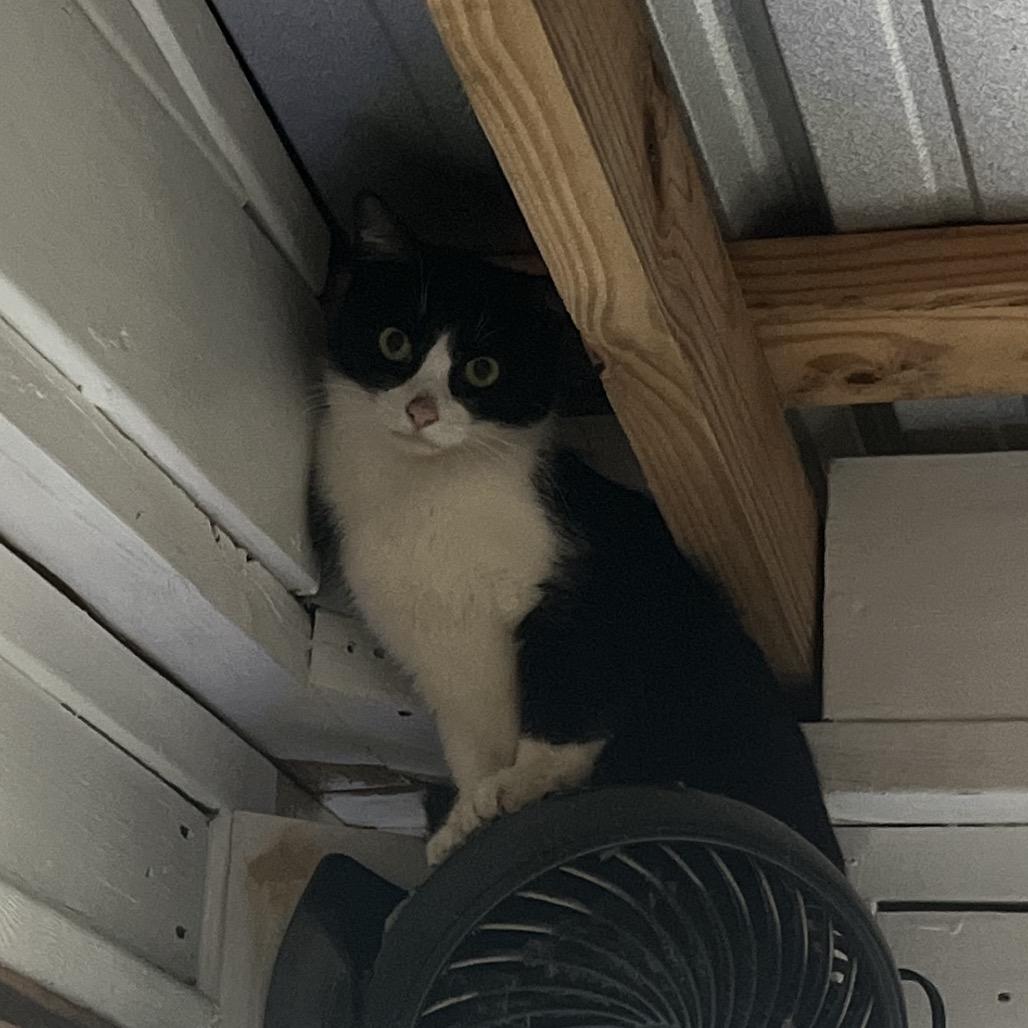 Enlarge Moonpie A26-112, a Adoptable Domestic Short Hair in SANTA ROSA BEACH, FL image 1/2