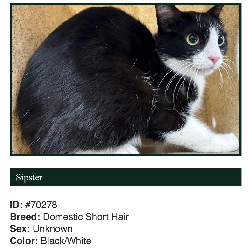 Enlarge Moonpie A26-112, a Adoptable Domestic Short Hair in SANTA ROSA BEACH, FL image 2/2