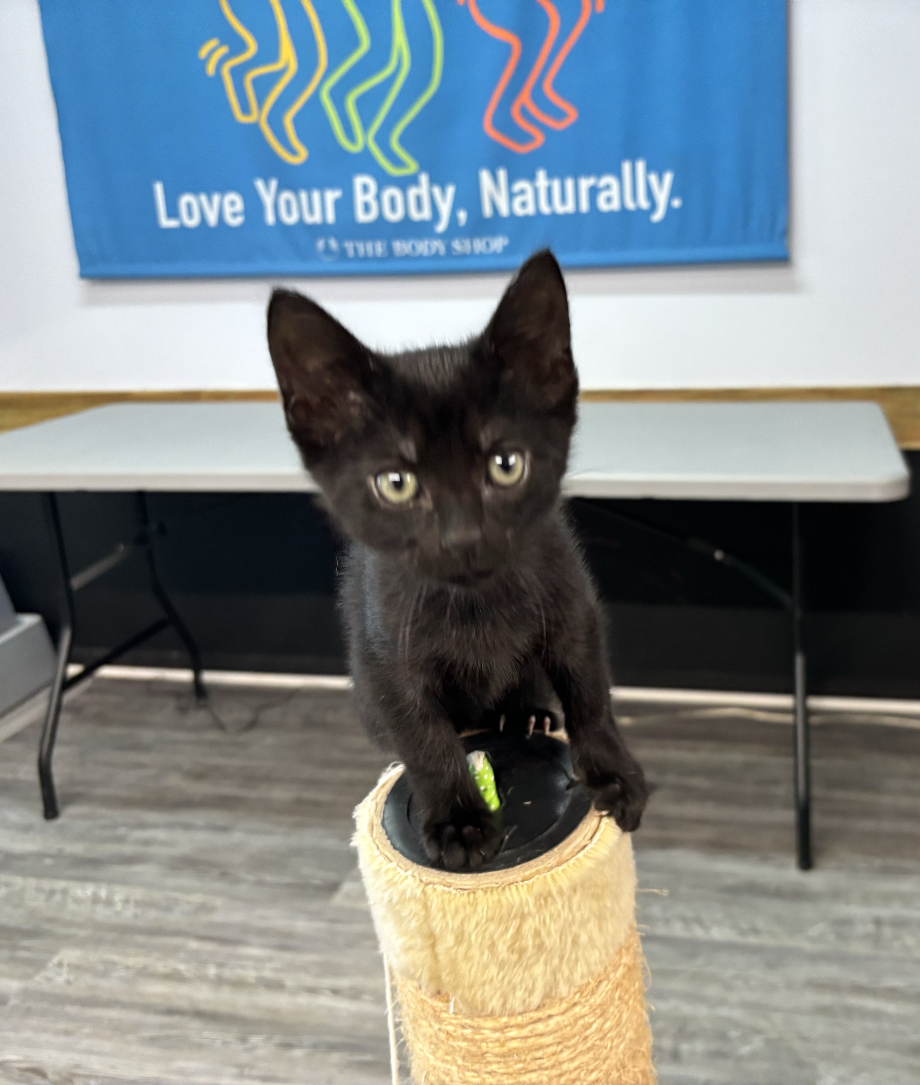 Bailey, a Adoptable Domestic Short Hair in Melbourne, AR image 3/6