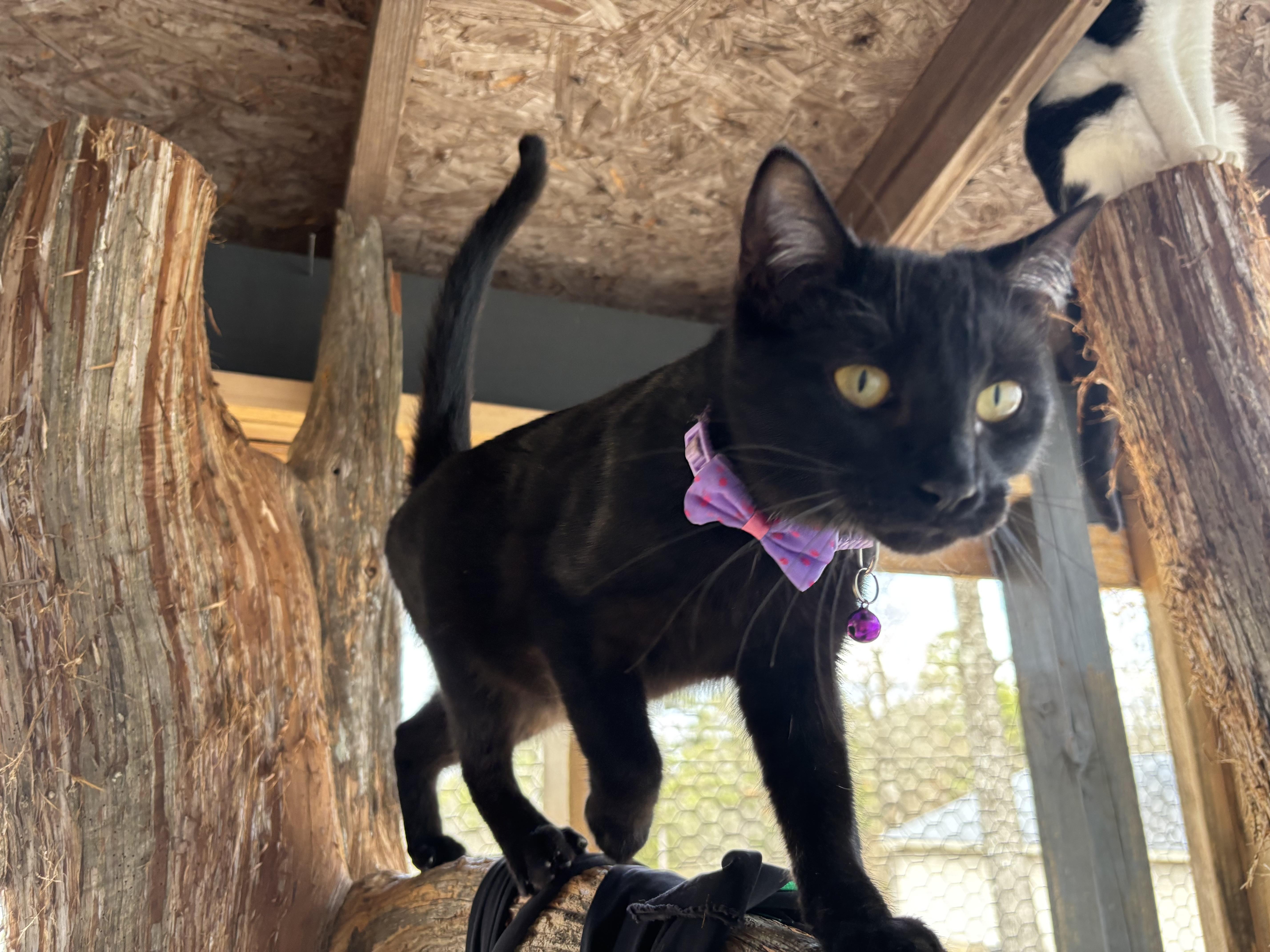 Bailey, a Adoptable Domestic Short Hair in Melbourne, AR image 6/6