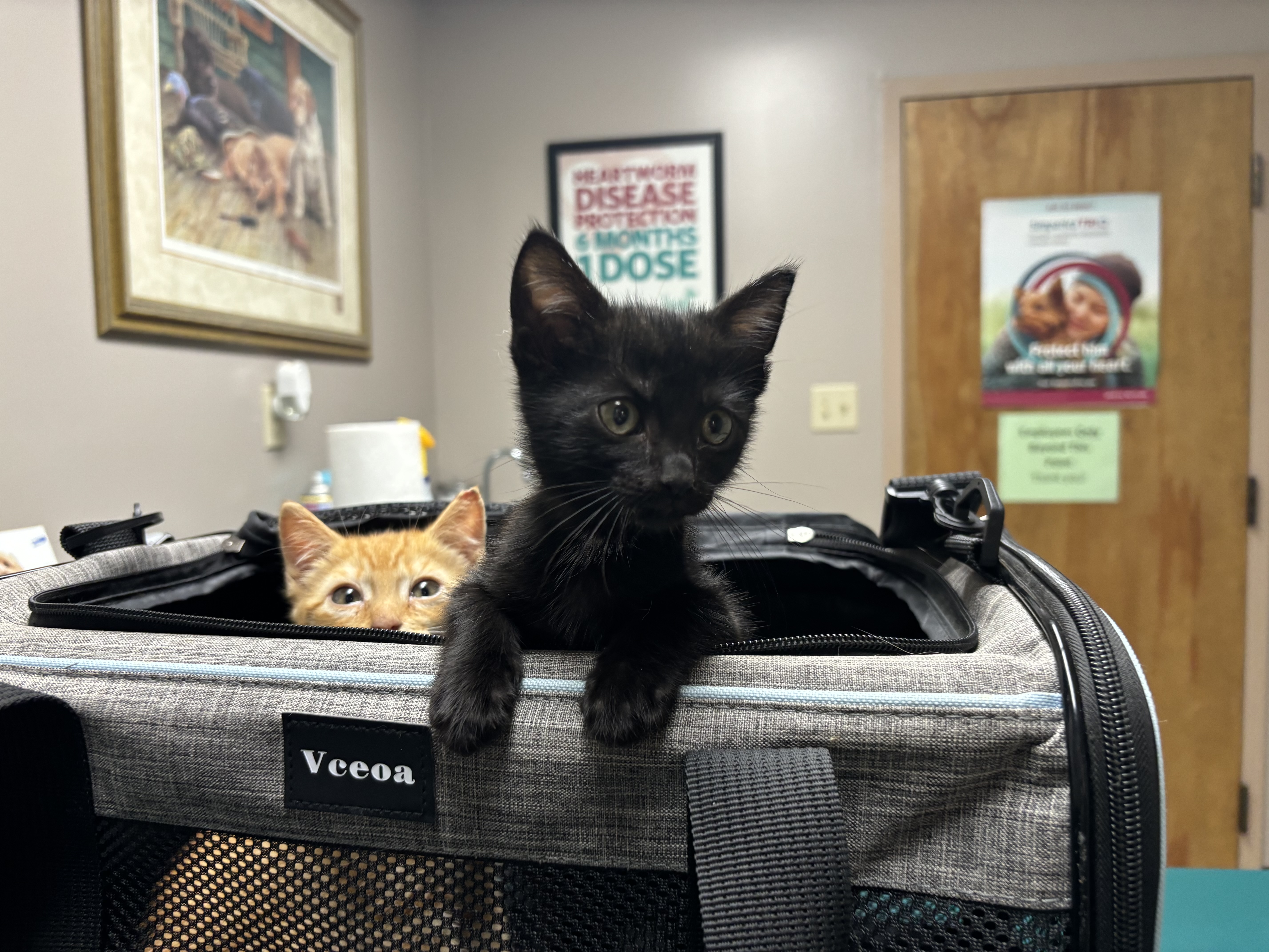 Bailey, a Adoptable Domestic Short Hair in Melbourne, AR image 4/6