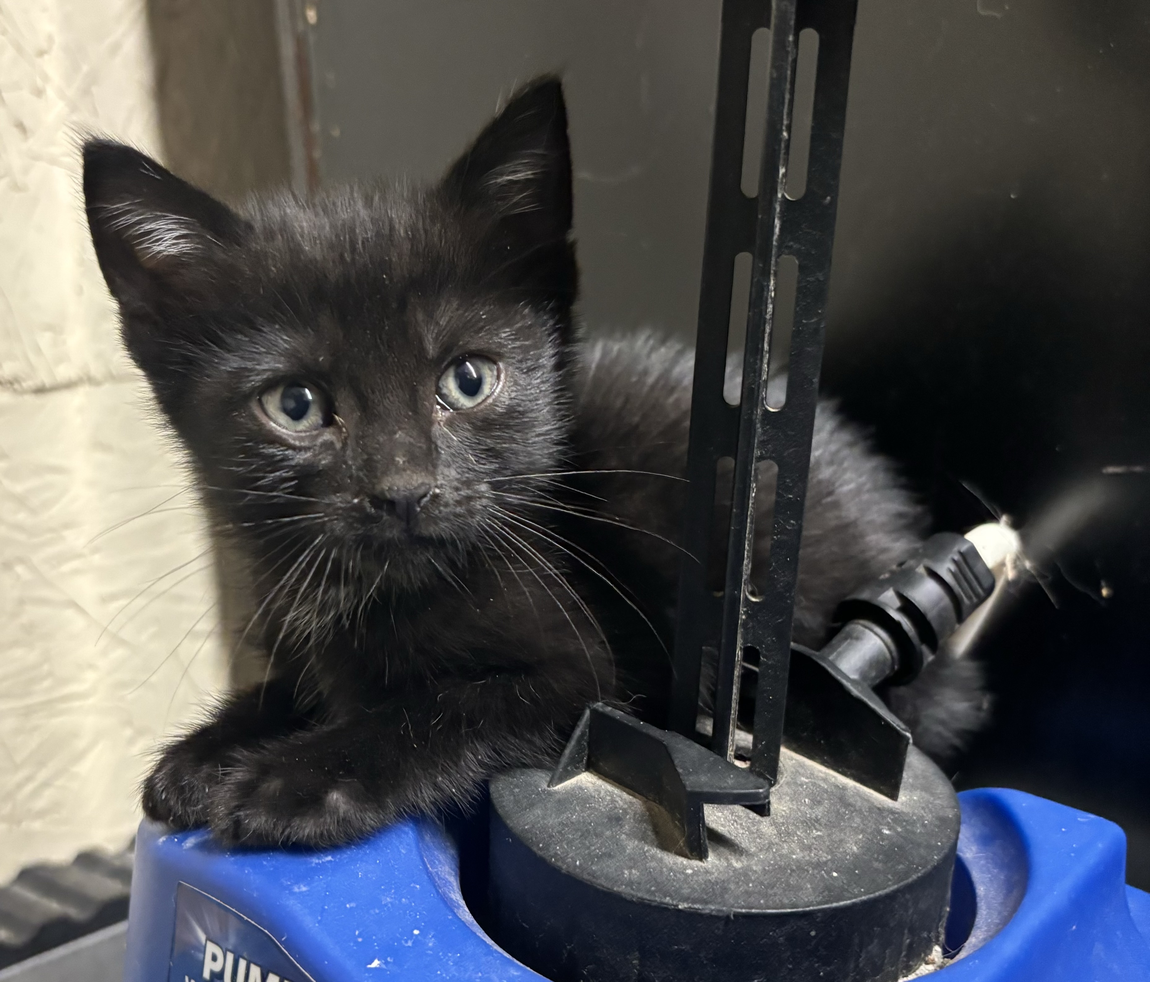 Bailey, a Adoptable Domestic Short Hair in Melbourne, AR image 5/6