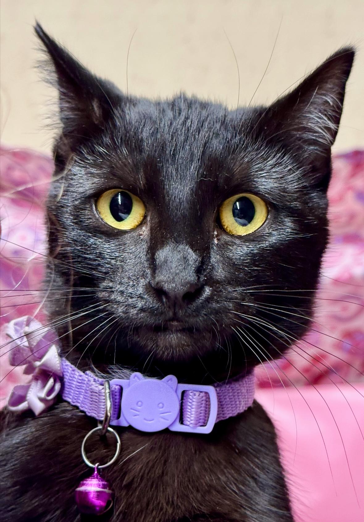Bailey, a Adoptable Domestic Short Hair in Melbourne, AR image 1/6