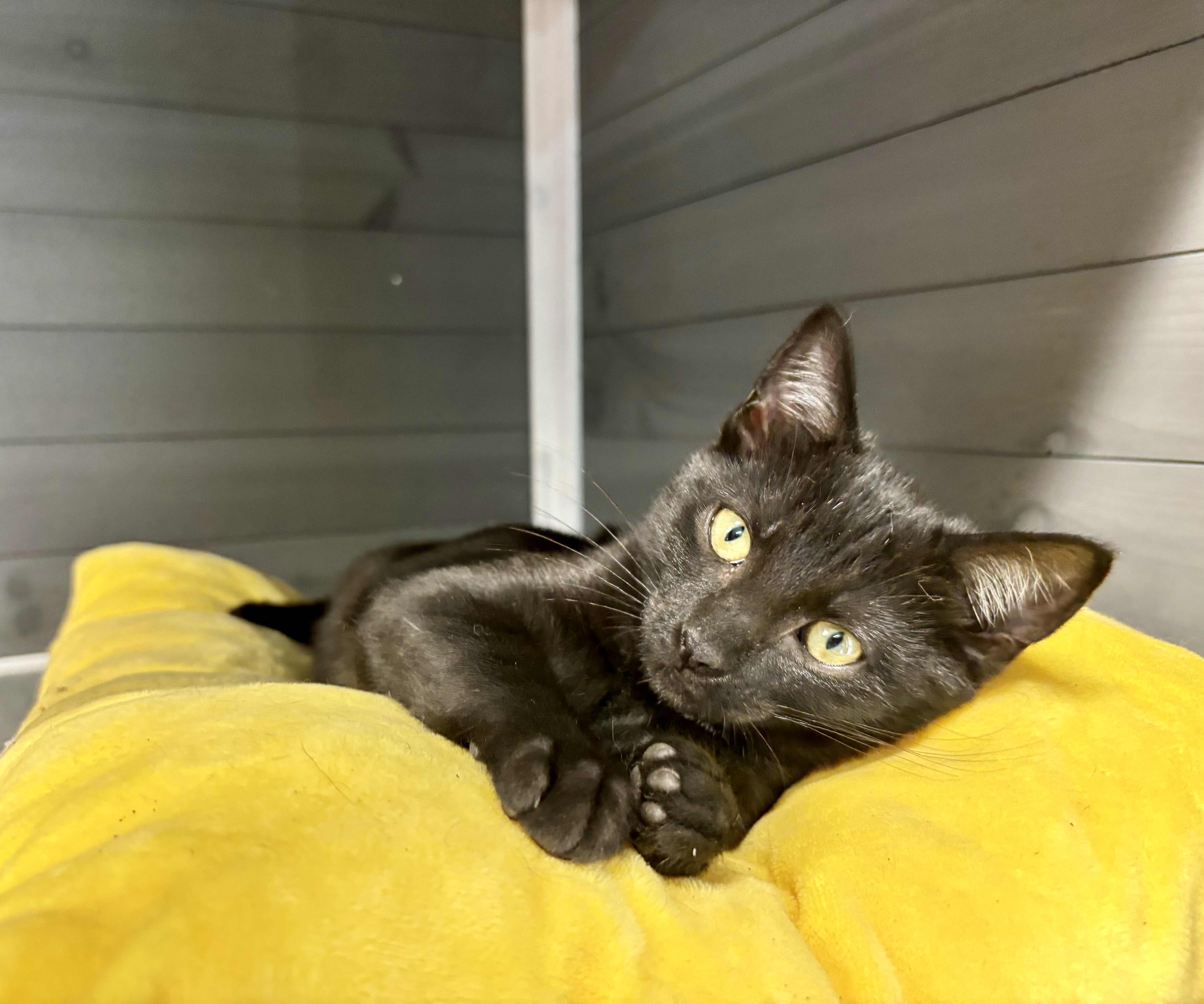 Bailey, a Adoptable Domestic Short Hair in Melbourne, AR image 2/6