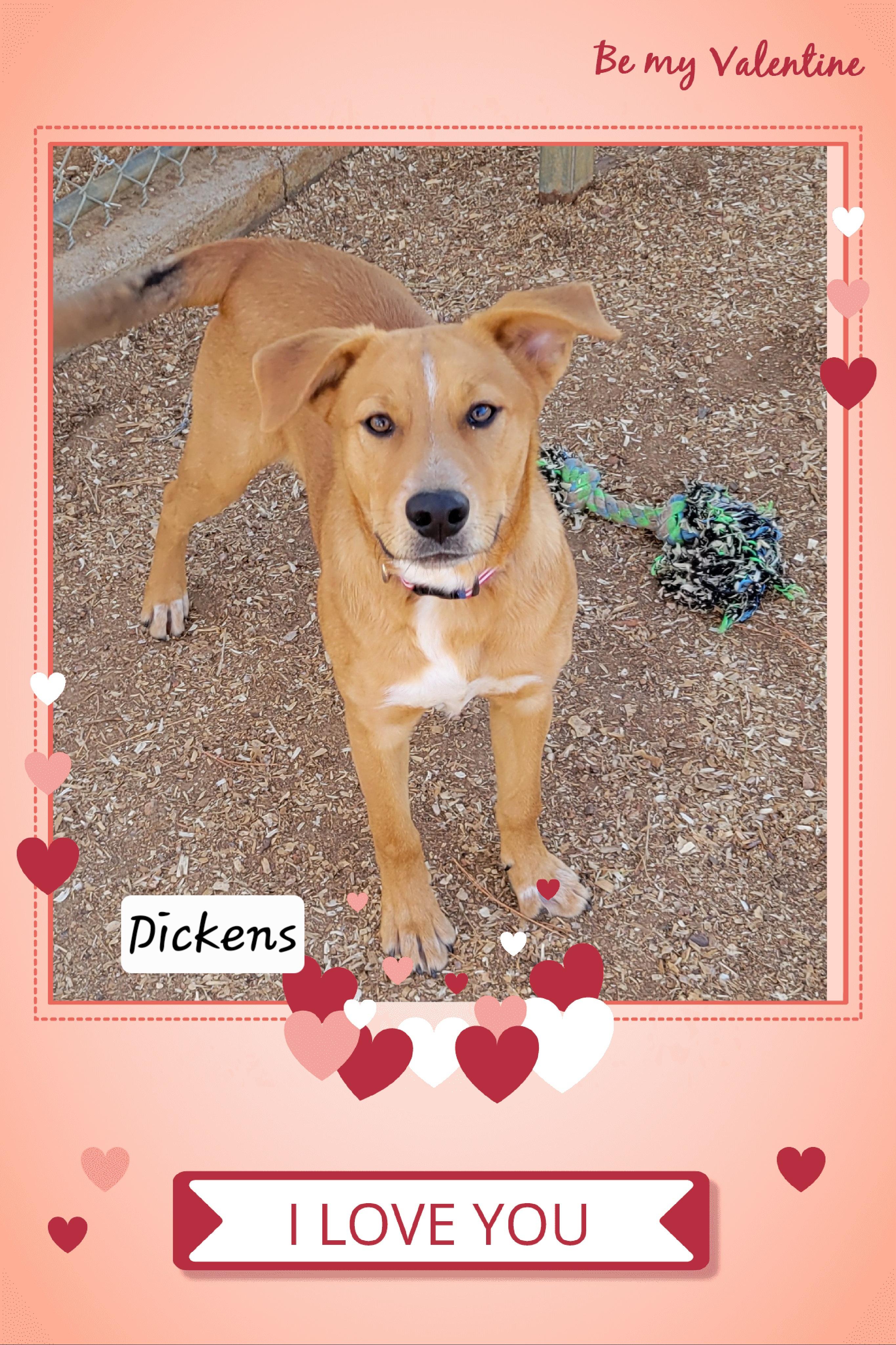 Dickens, adoptable, Young Male Labrador Retriever.
