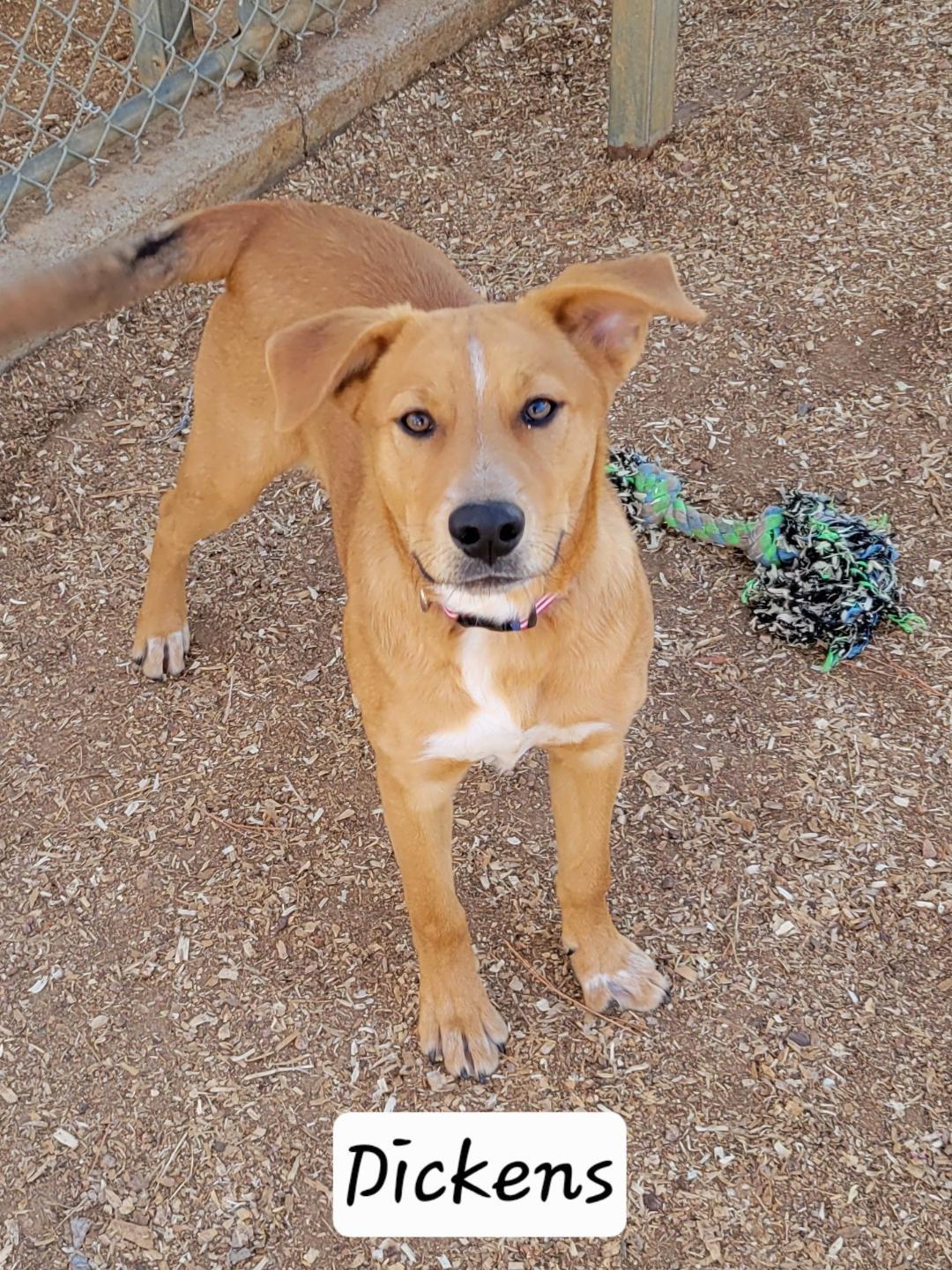 Enlarge Dickens, an adoptable mixed breed in Granbury, TX image 2/2