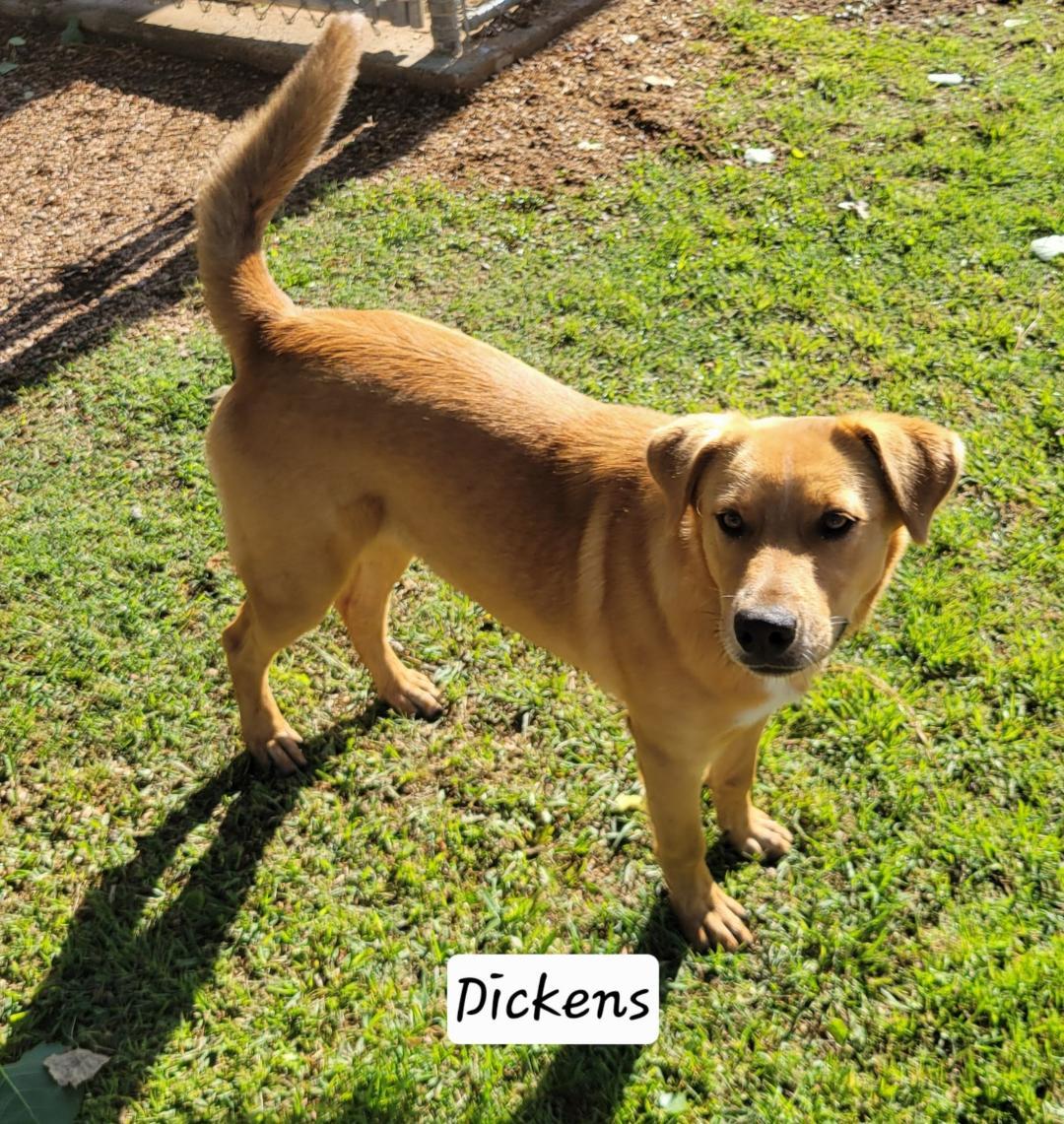 Enlarge Dickens, an adoptable mixed breed in Granbury, TX image 1/4
