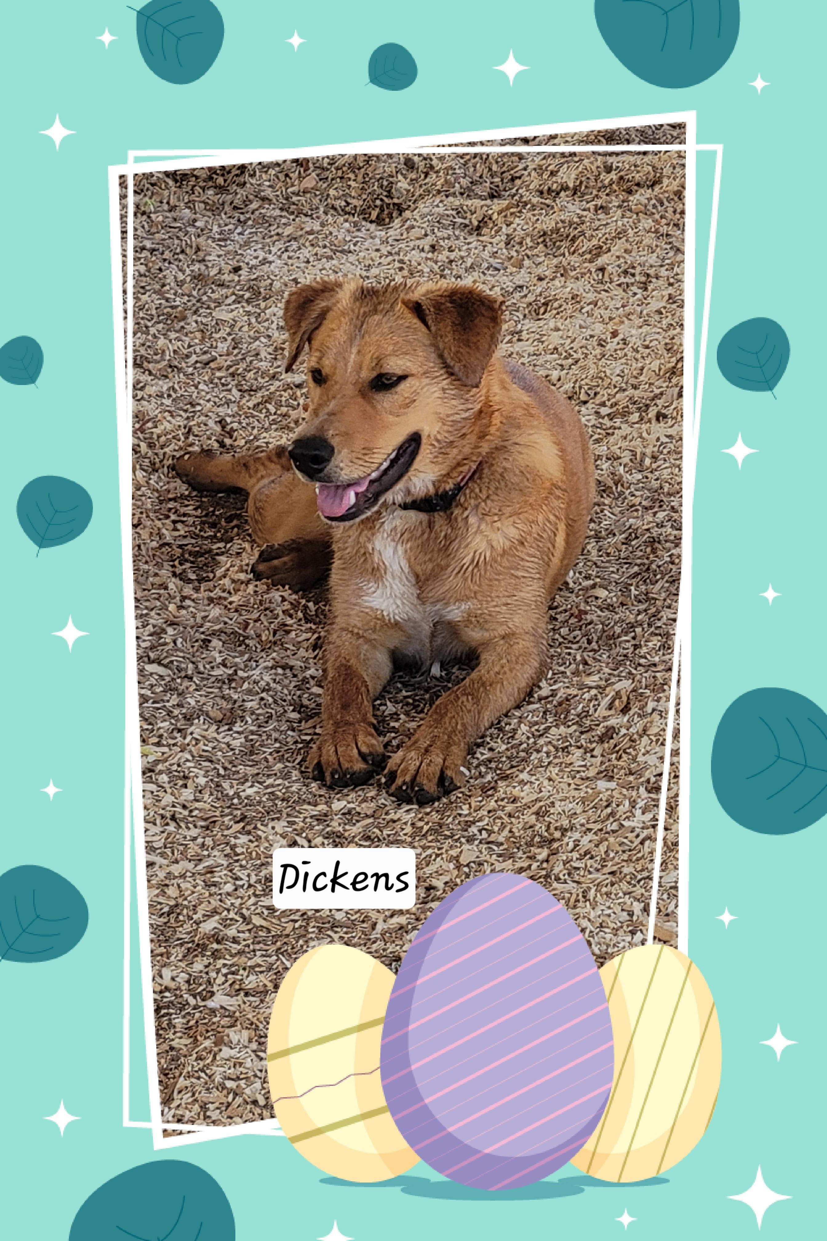 Dickens, adoptable, Puppy Male Labrador Retriever.