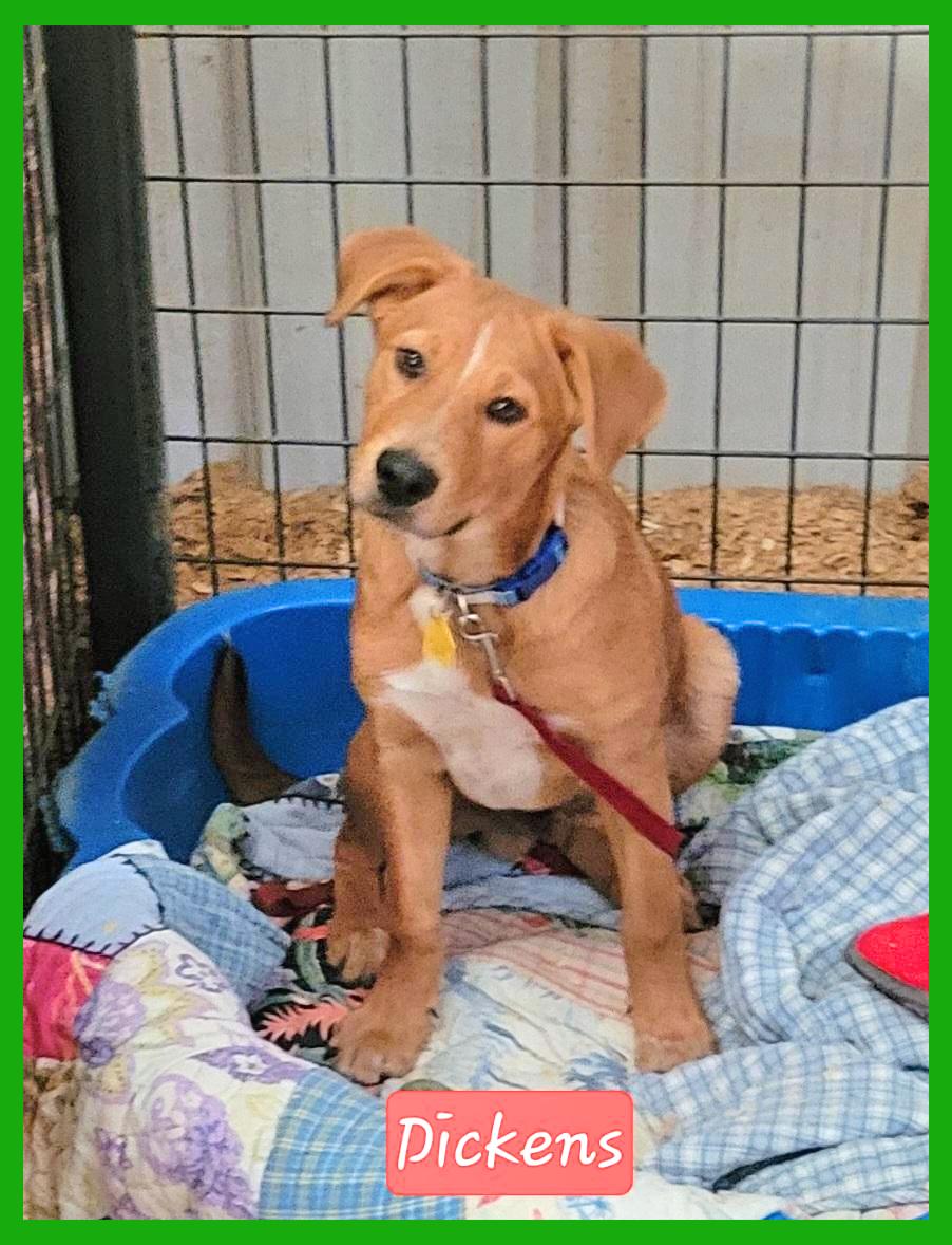 Enlarge Dickens, a ADOPTABLE mixed breed in Granbury, TX image 1/2