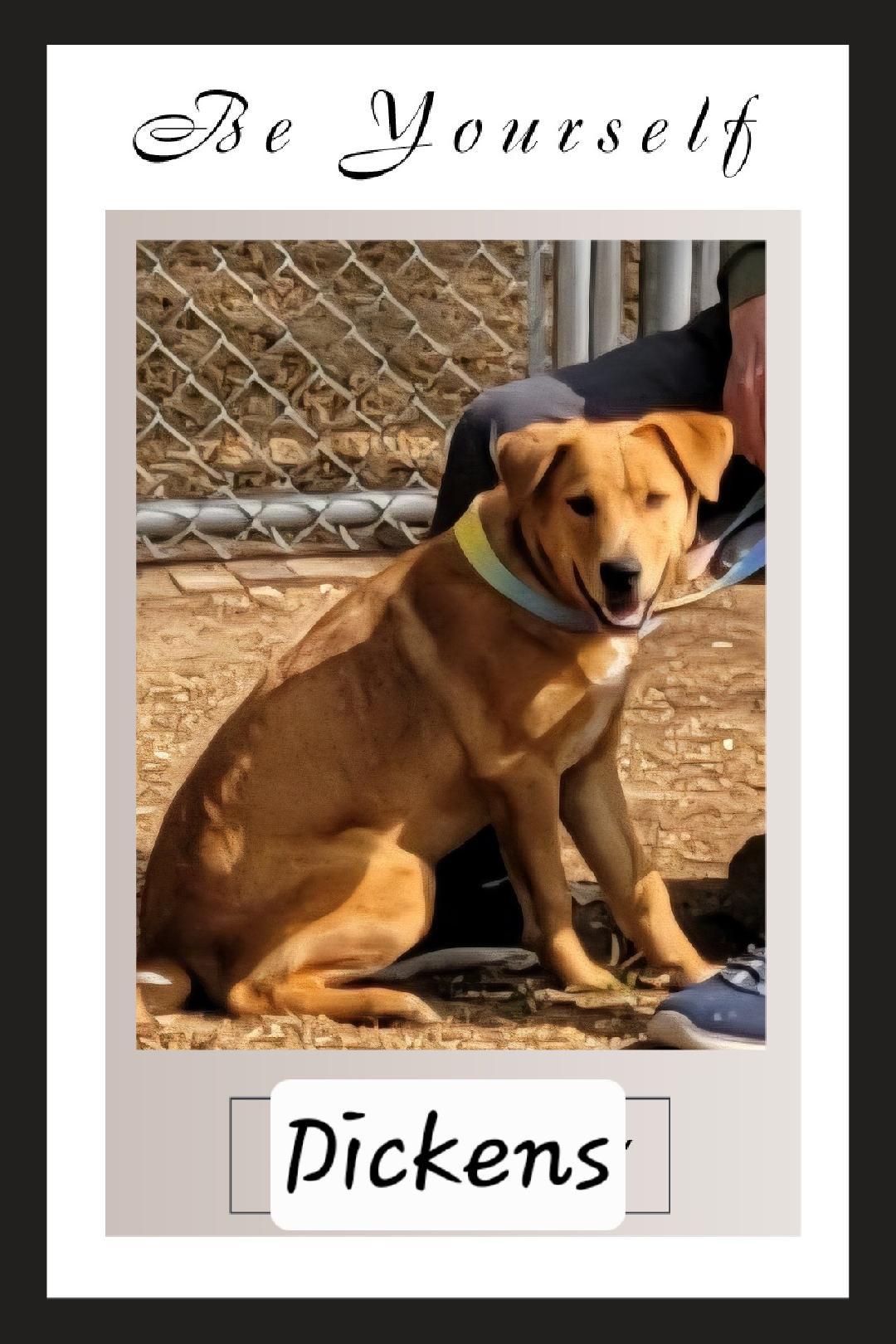 Enlarge Dickens, an adoptable mixed breed in Granbury, TX image 1/2