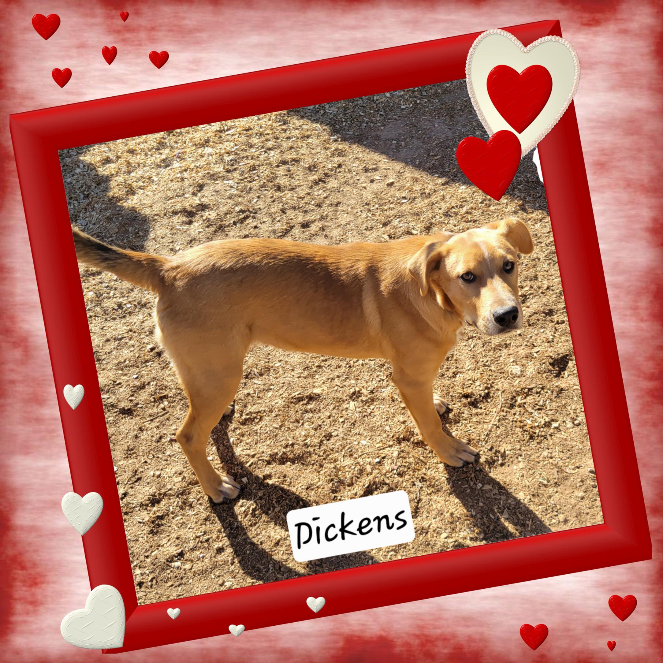 Dickens, adoptable, Young Male Labrador Retriever.