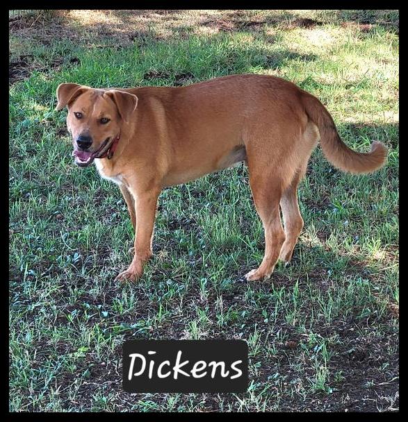 Enlarge Dickens, a Adoptable mixed breed in Granbury, TX image 2/6
