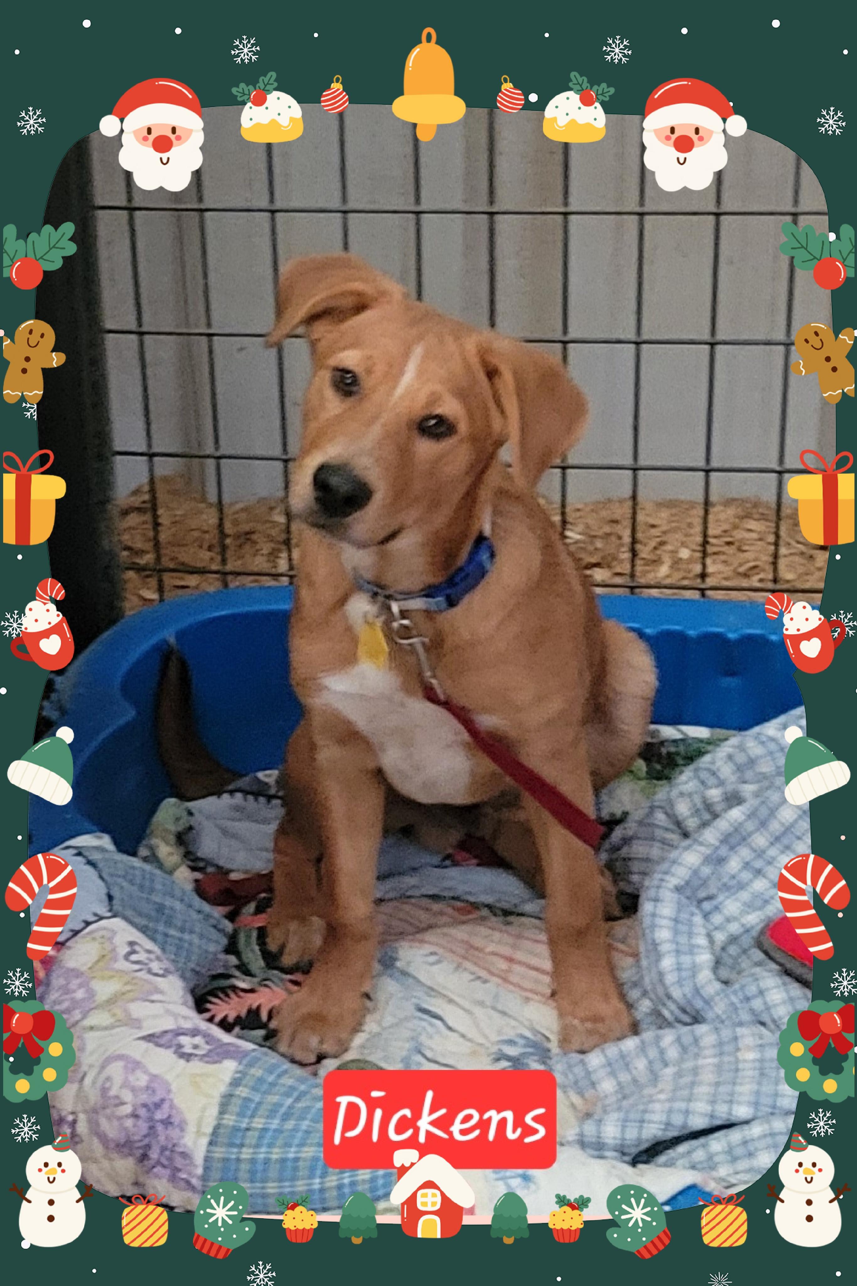 Enlarge Dickens, a ADOPTABLE mixed breed in Granbury, TX image 2/2