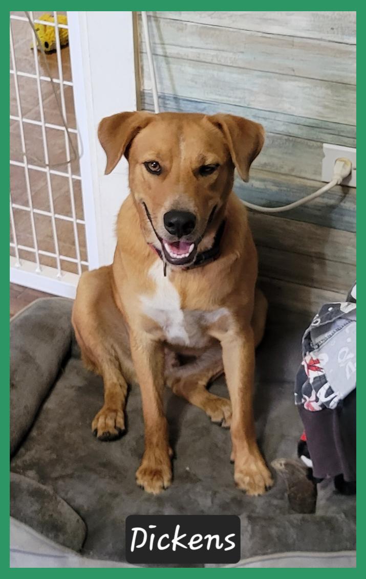 Dickens, Adoptable, Adult Male Labrador Retriever.