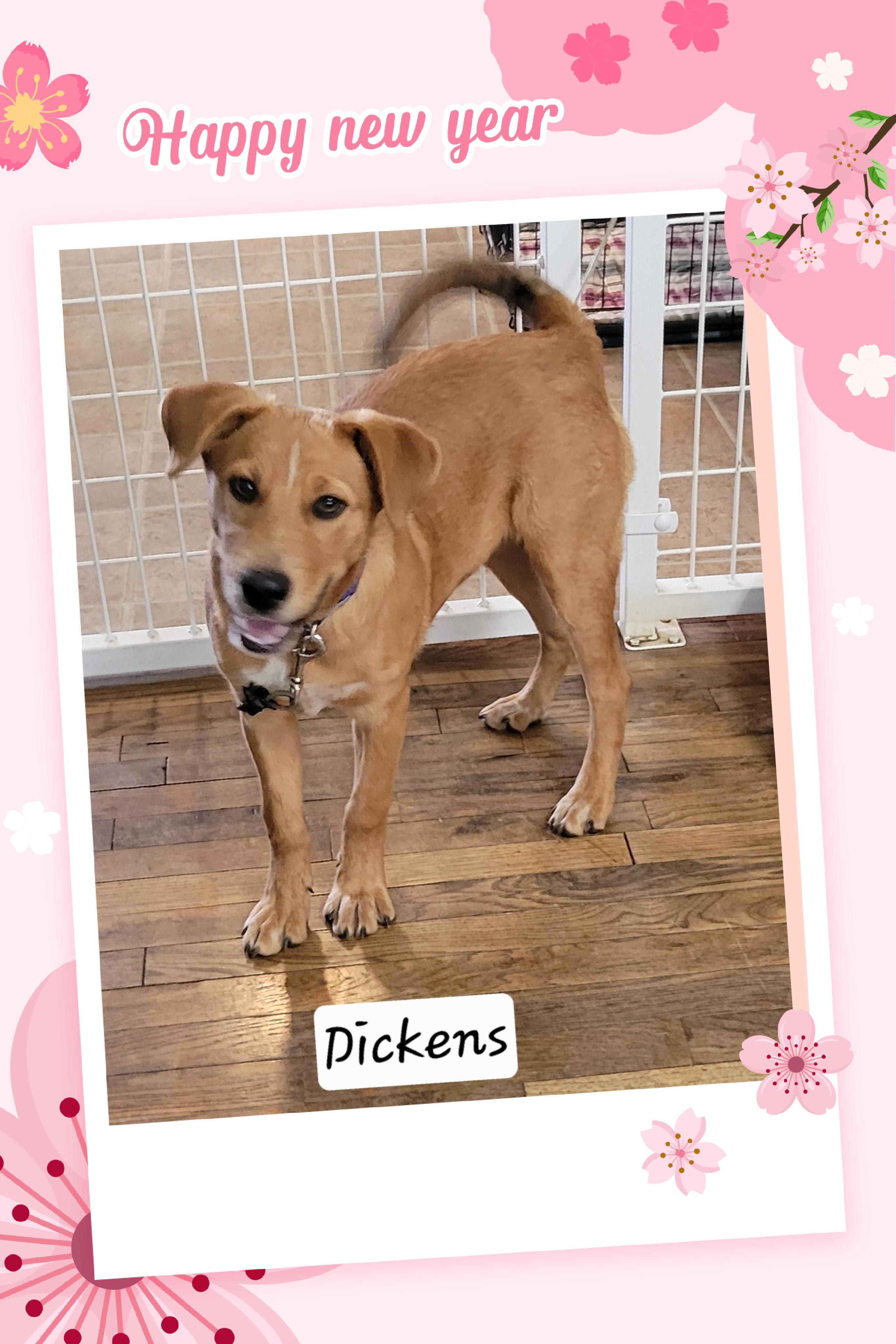 Dickens, adoptable, Young Male Labrador Retriever.
