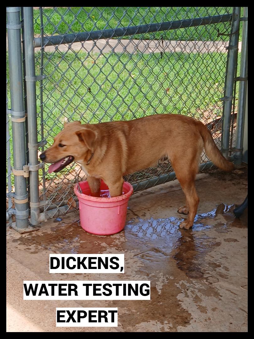 Dickens, adoptable, Puppy Male Labrador Retriever.