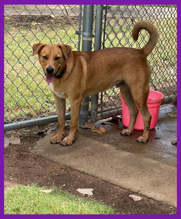 Enlarge Dickens, a Adoptable mixed breed in Granbury, TX image 3/6