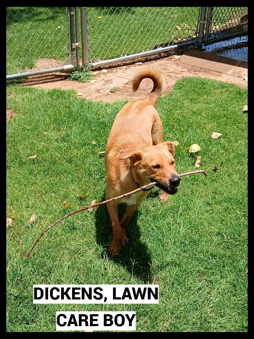 Dickens, an adoptable mixed breed in Granbury, TX image 2/5