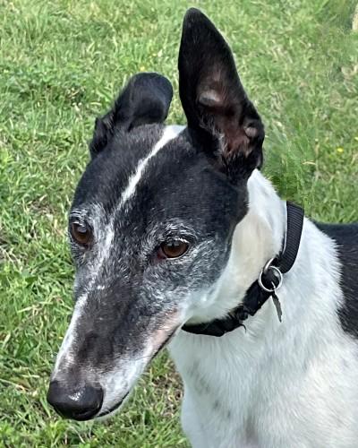 Mavro, an adopted Greyhound in Dallas, TX image 3/3
