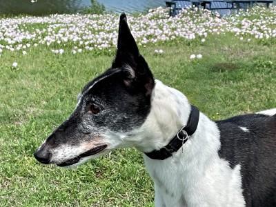 Mavro, an adopted Greyhound in Dallas, TX image 1/3