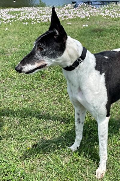 Mavro, an adopted Greyhound in Dallas, TX image 2/3