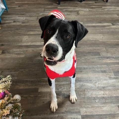 Apollo Ohno — thumbnail 3