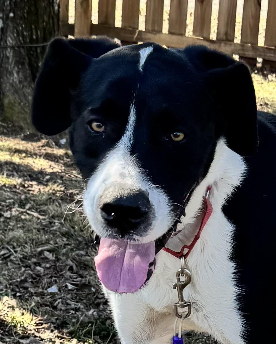 Apollo Ohno — thumbnail 4