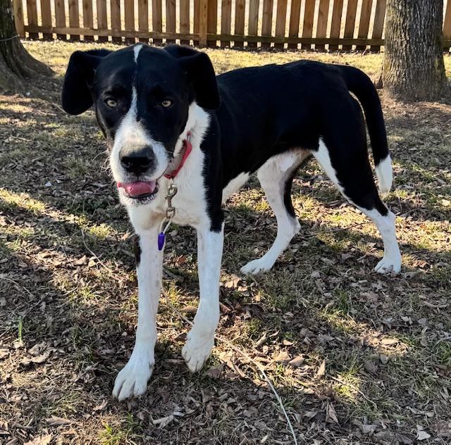 Apollo Ohno — thumbnail 5