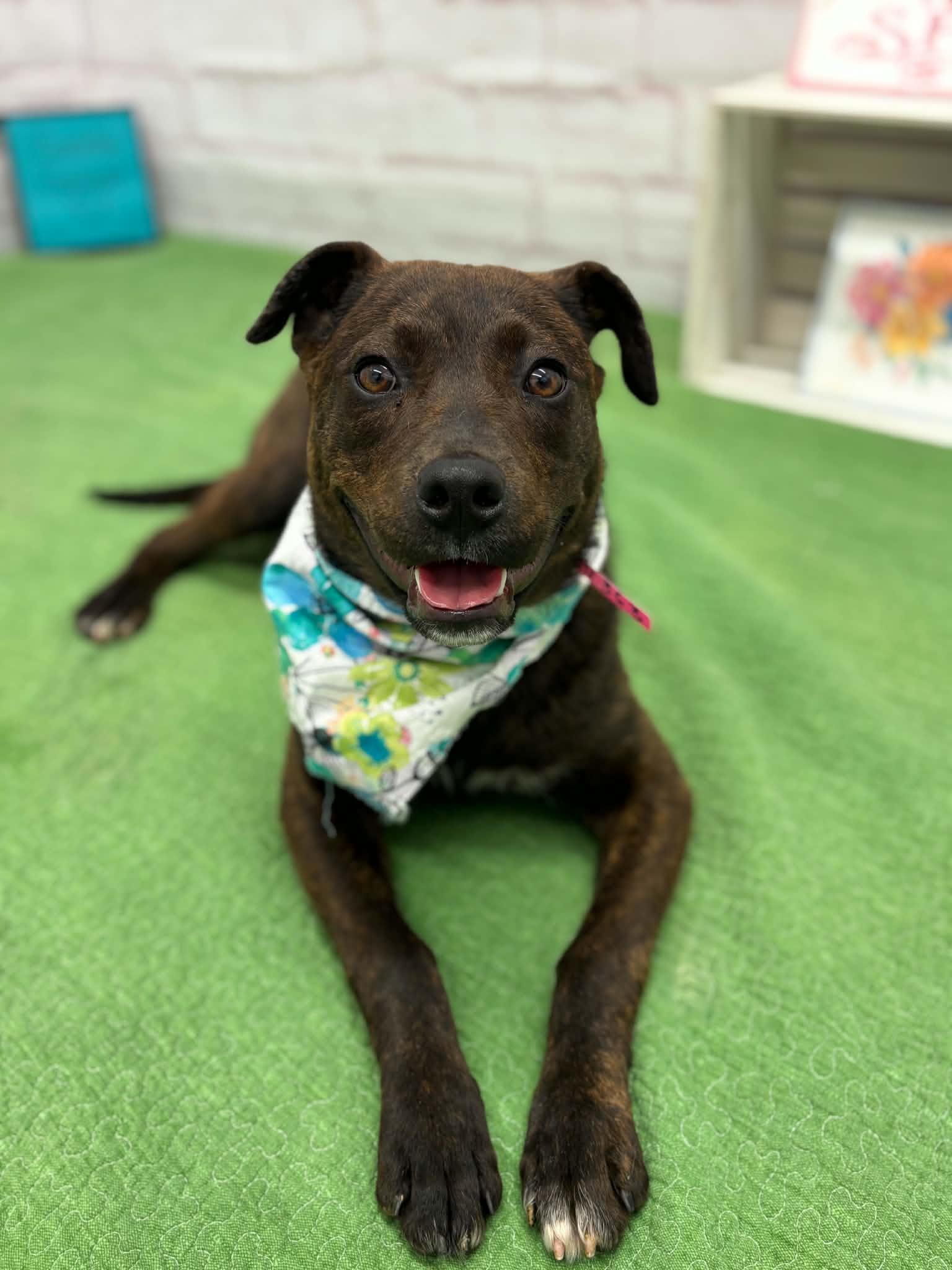Enlarge Betty, an adopted mixed breed in Oxford, MI image 1/6