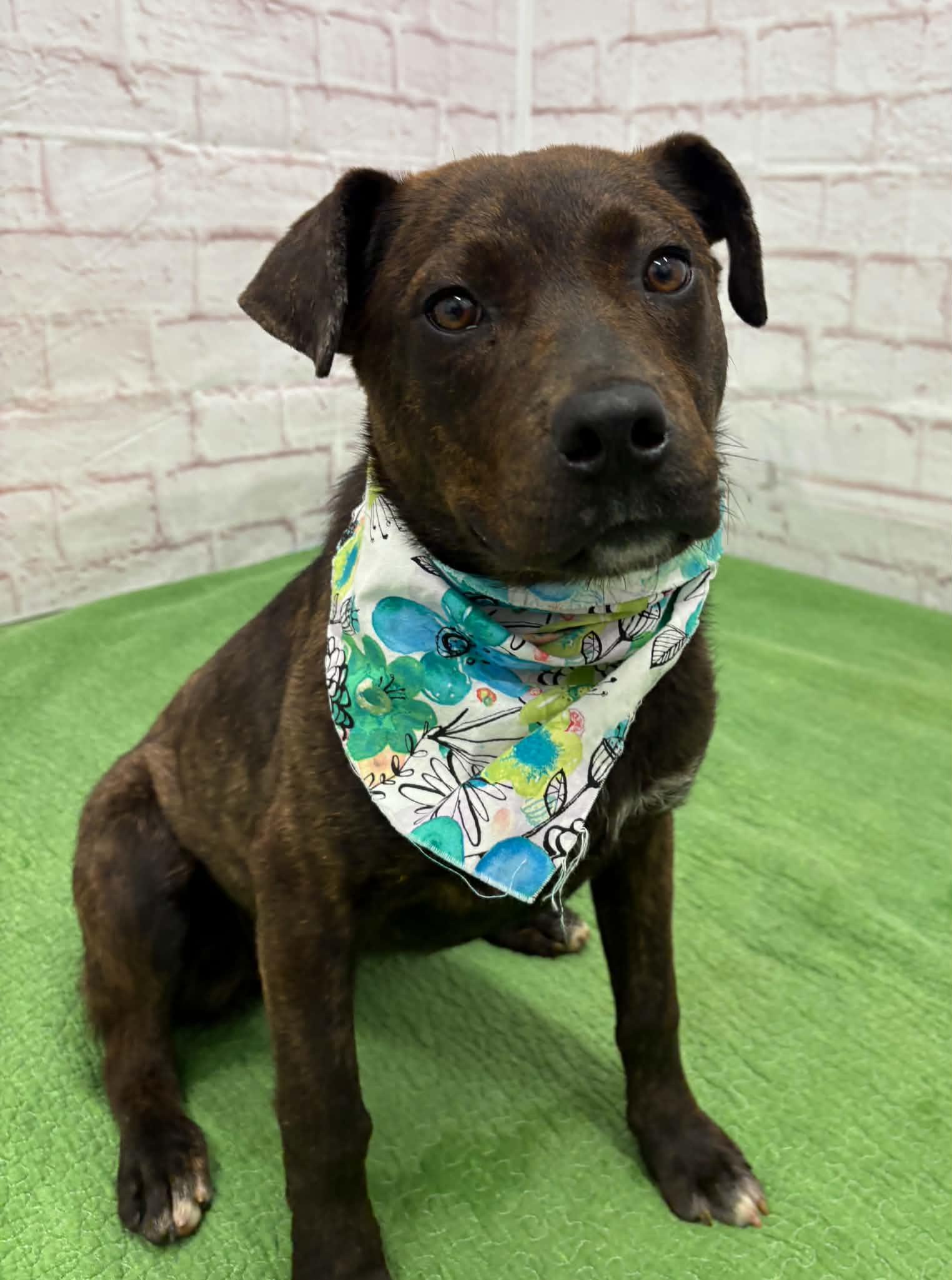 Enlarge Betty, an adopted mixed breed in Oxford, MI image 6/6