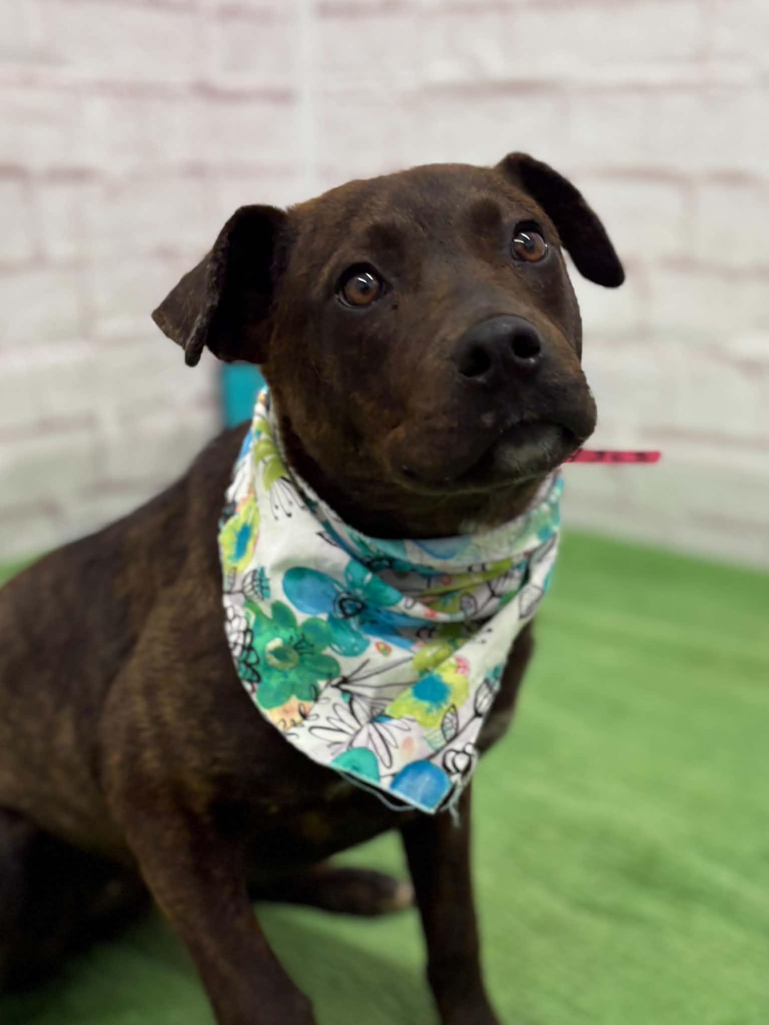 Enlarge Betty, an adopted mixed breed in Oxford, MI image 2/6