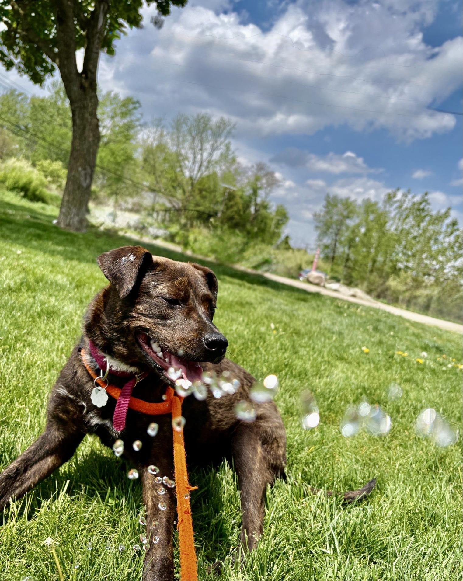 Enlarge Betty, an adopted mixed breed in Oxford, MI image 3/6