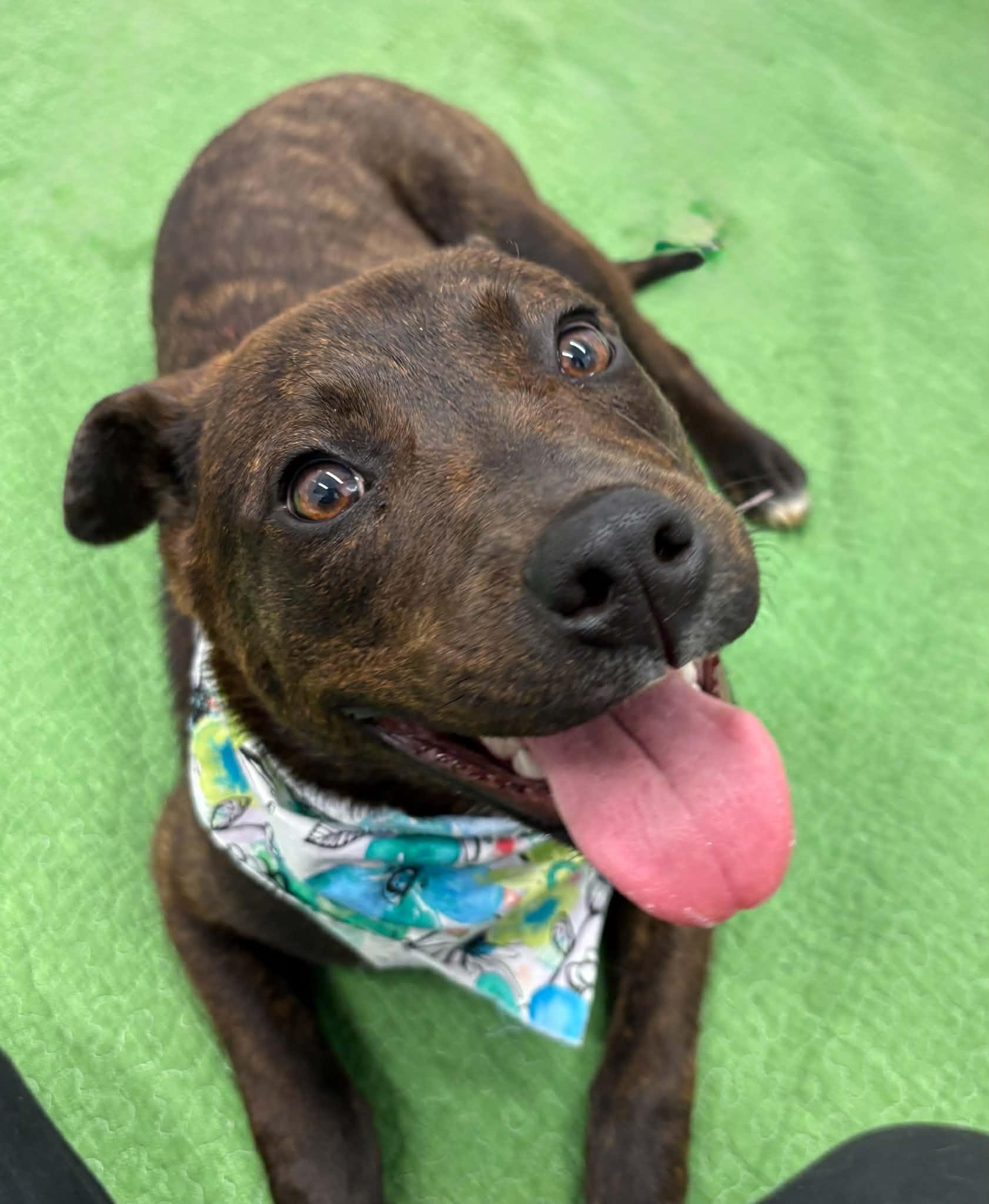 Enlarge Betty, an adopted mixed breed in Oxford, MI image 5/6
