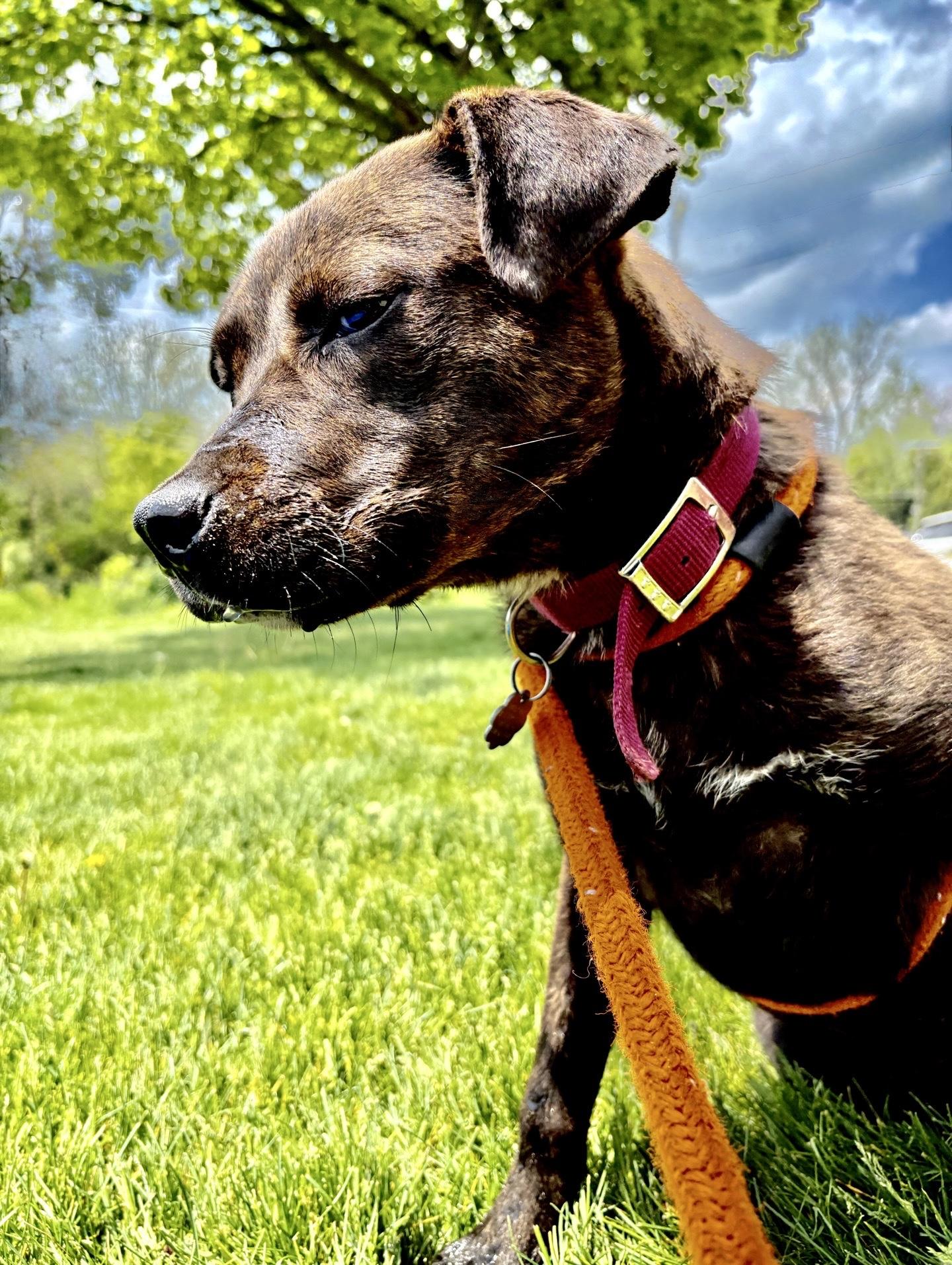 Enlarge Betty, an adopted mixed breed in Oxford, MI image 4/6