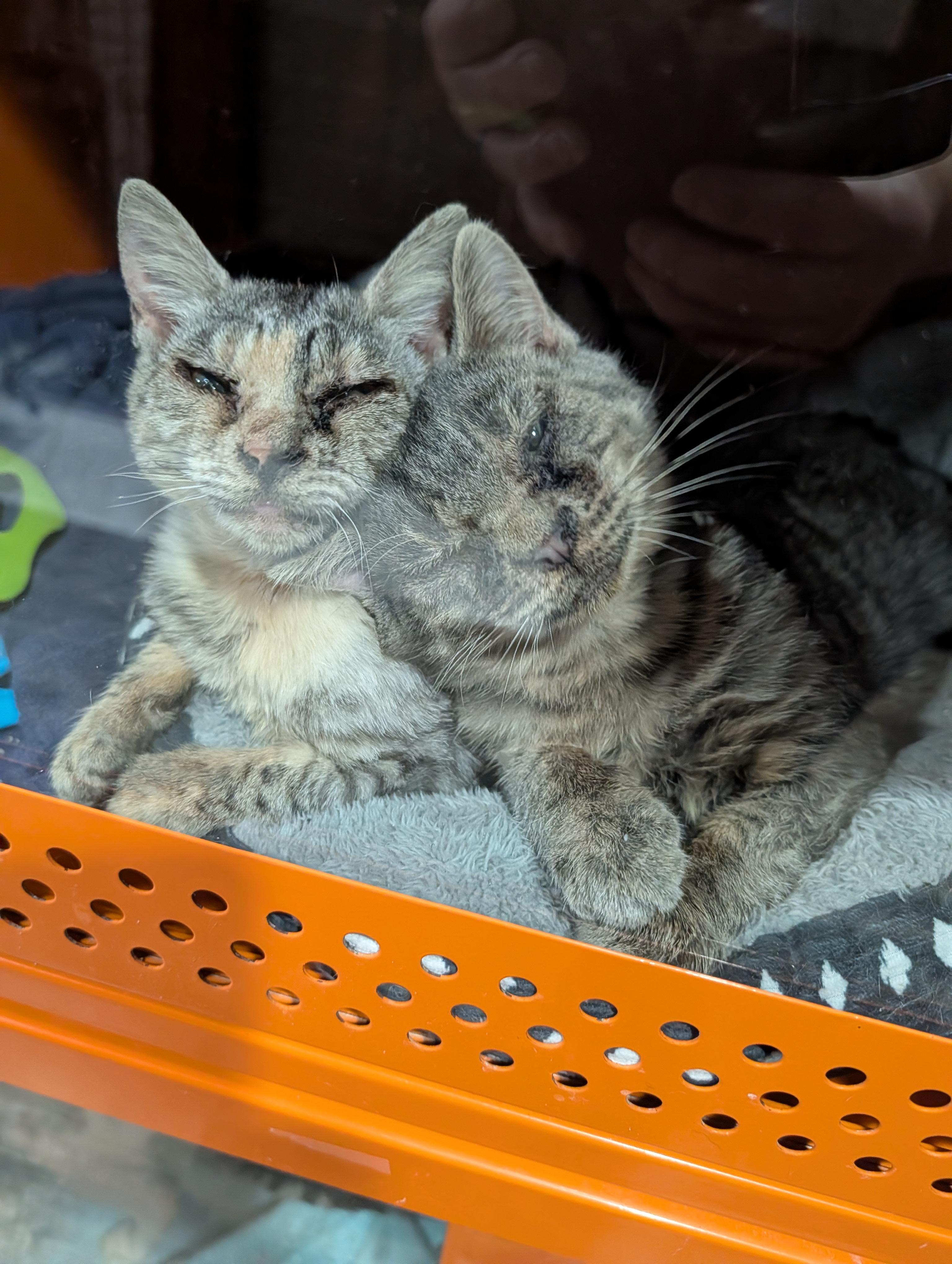 Enlarge Lorraine, an adopted Domestic Short Hair in Cape Girardeau, MO image 4/4