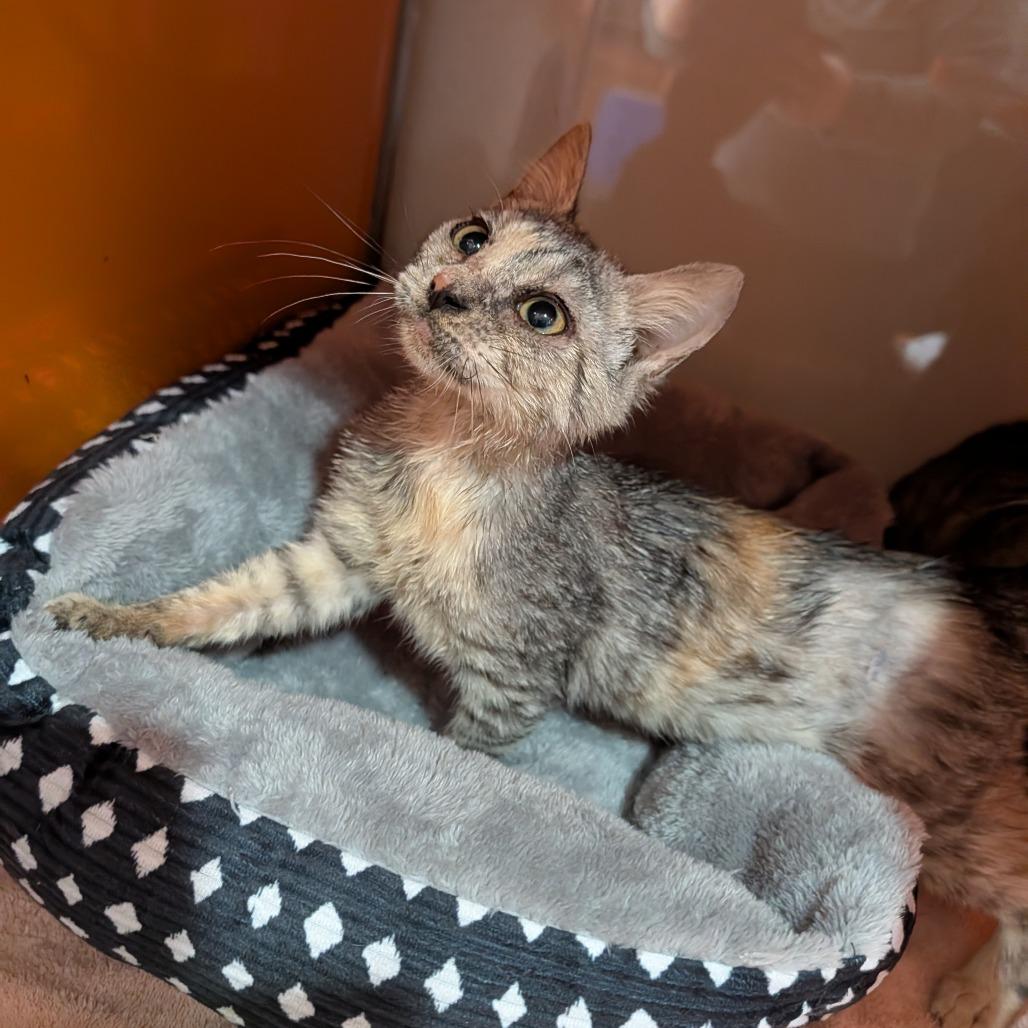 Enlarge Lorraine, an adopted Domestic Short Hair in Cape Girardeau, MO image 2/4