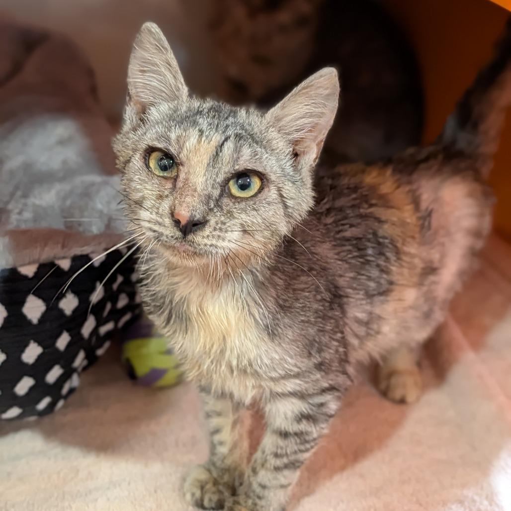 Enlarge Lorraine, an adopted Domestic Short Hair in Cape Girardeau, MO image 1/4