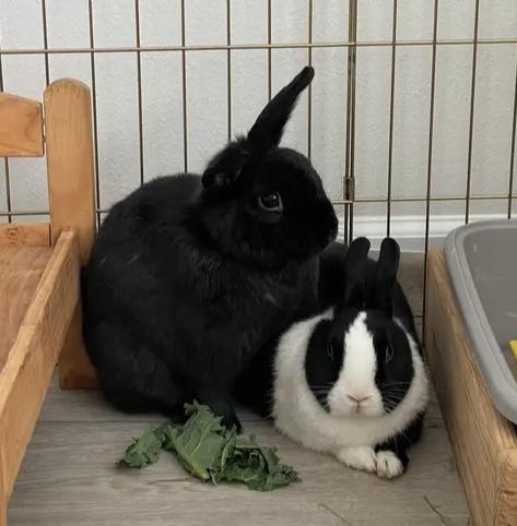 Milo and Tokyo, Adoptable, Senior Male Dutch.