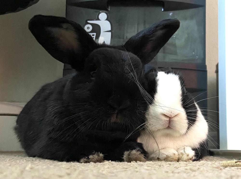 Milo and Tokyo, Adoptable, Senior Male Dutch.