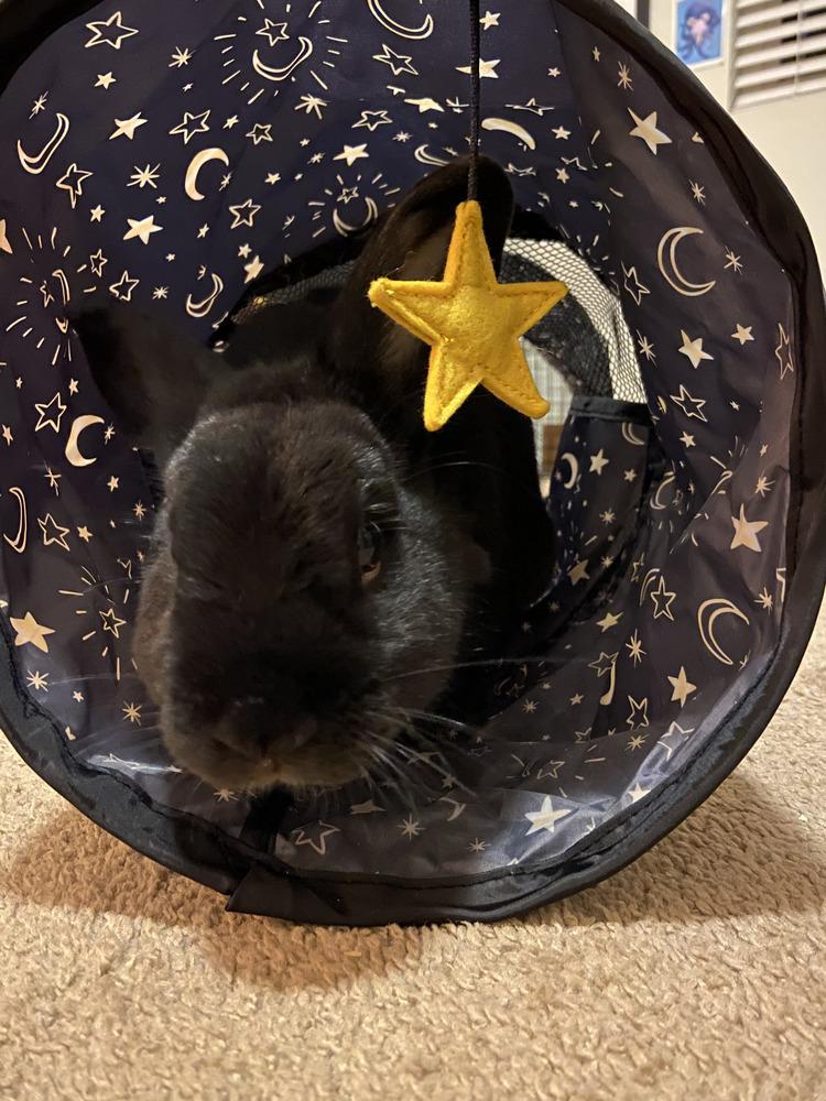 Milo and Tokyo, a Adoptable mixed breed in Naples, FL image 6/6