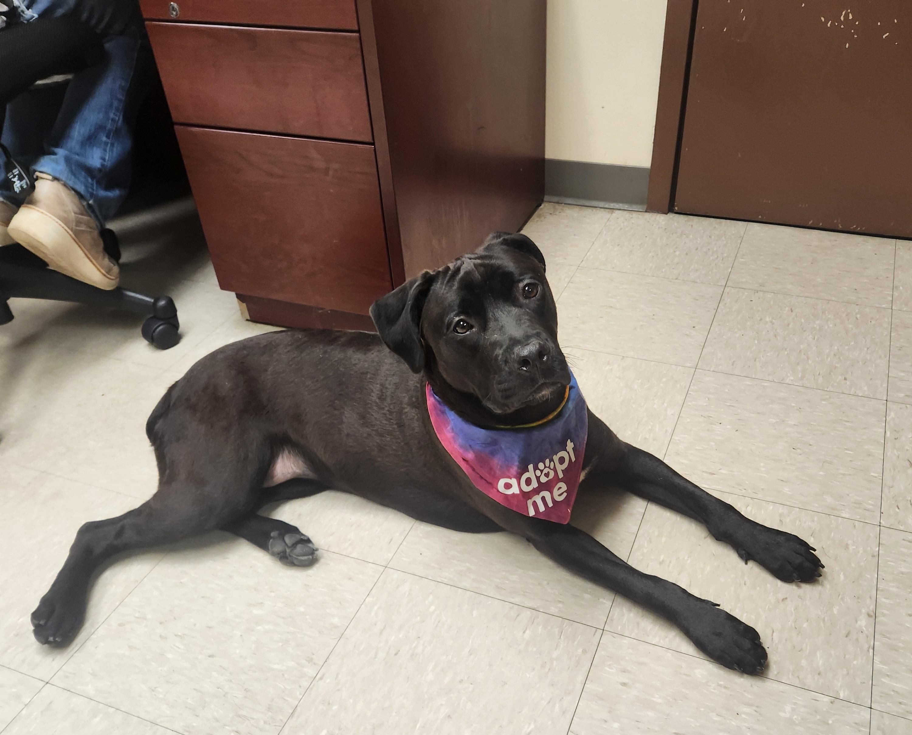 Enlarge Daffodil , a ADOPTABLE mixed breed in Clayton, NJ image 1/2