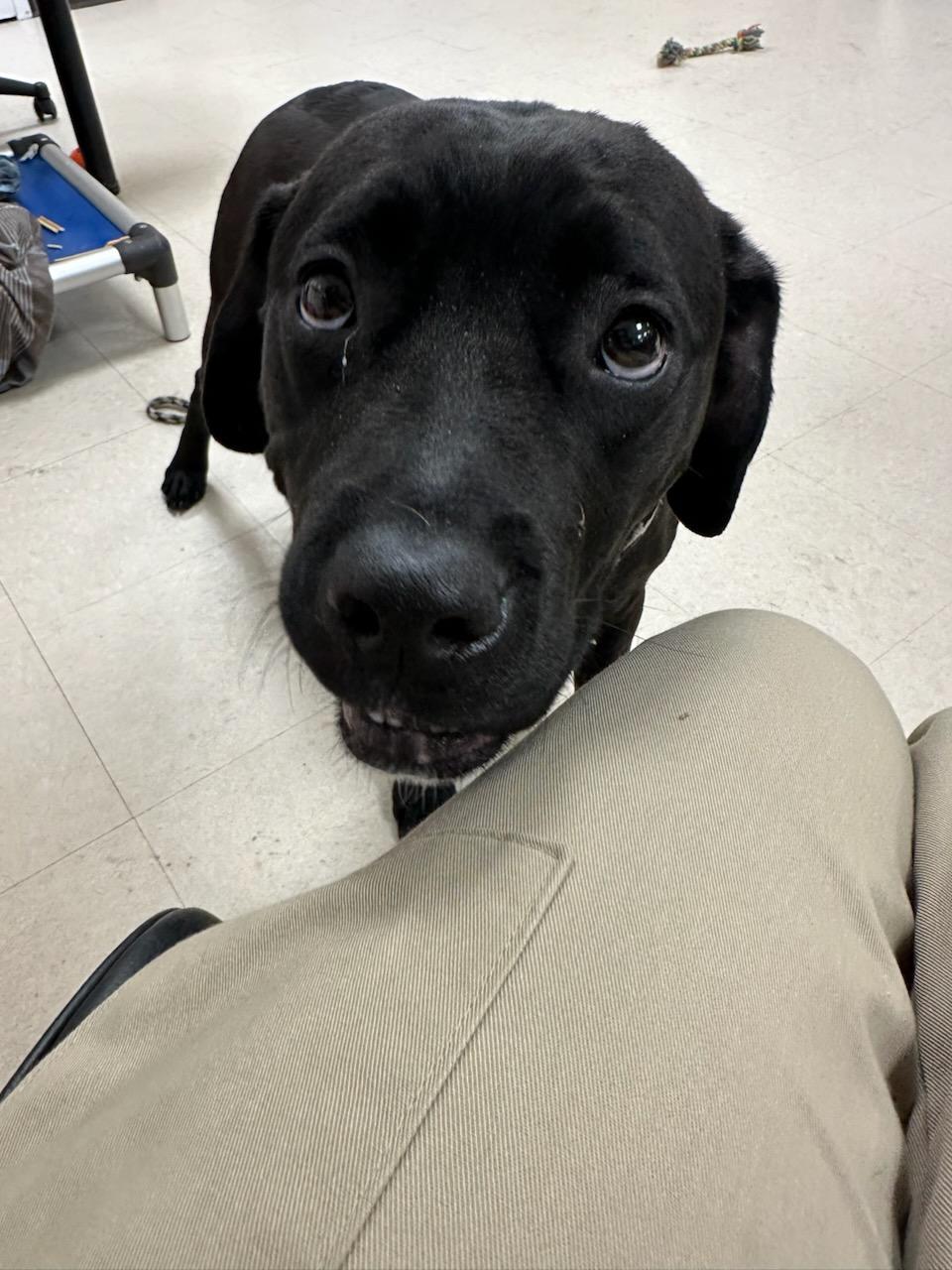 Enlarge Daffodil , a ADOPTABLE mixed breed in Clayton, NJ image 2/3