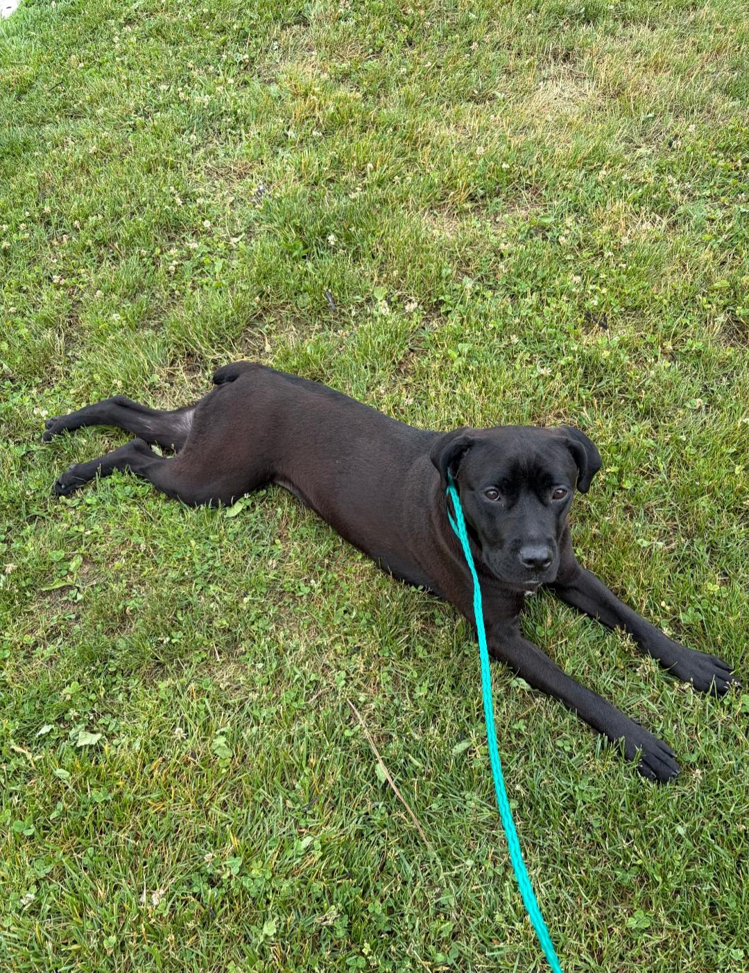 Enlarge Daffodil , a ADOPTABLE mixed breed in Clayton, NJ image 2/2