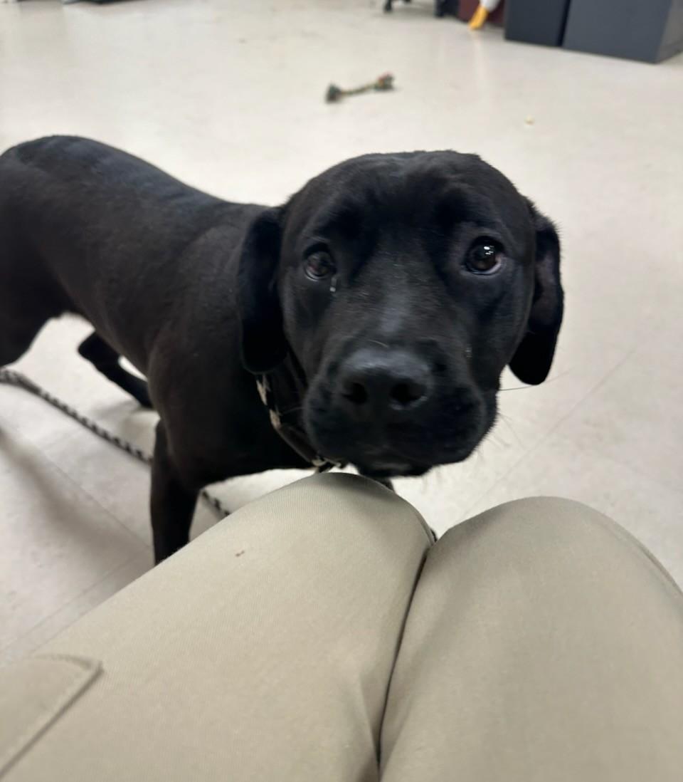 Daffodil , ADOPTABLE, Puppy Female Mastiff & Labrador Retriever.