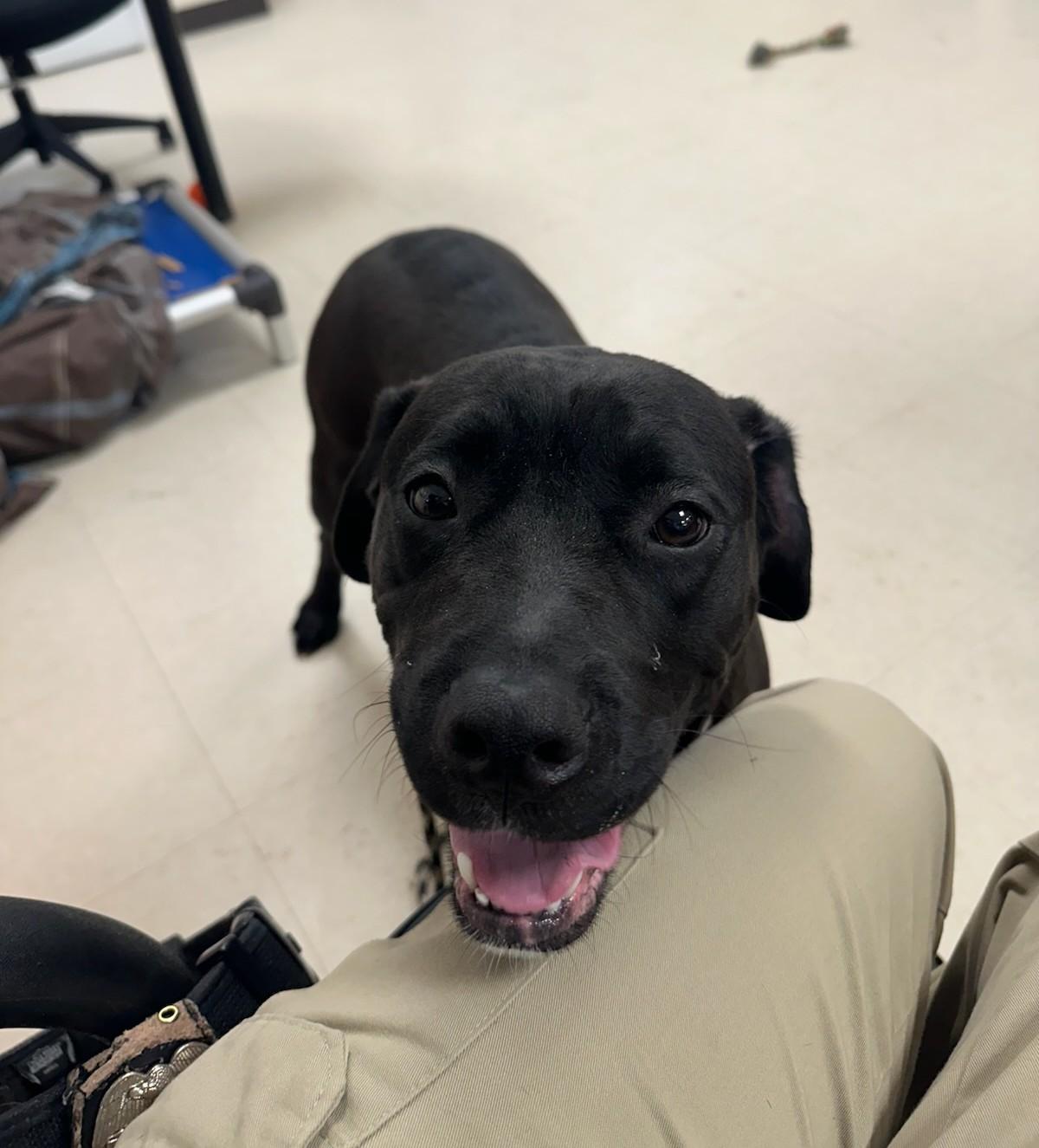 Enlarge Daffodil , a ADOPTABLE mixed breed in Clayton, NJ image 3/3