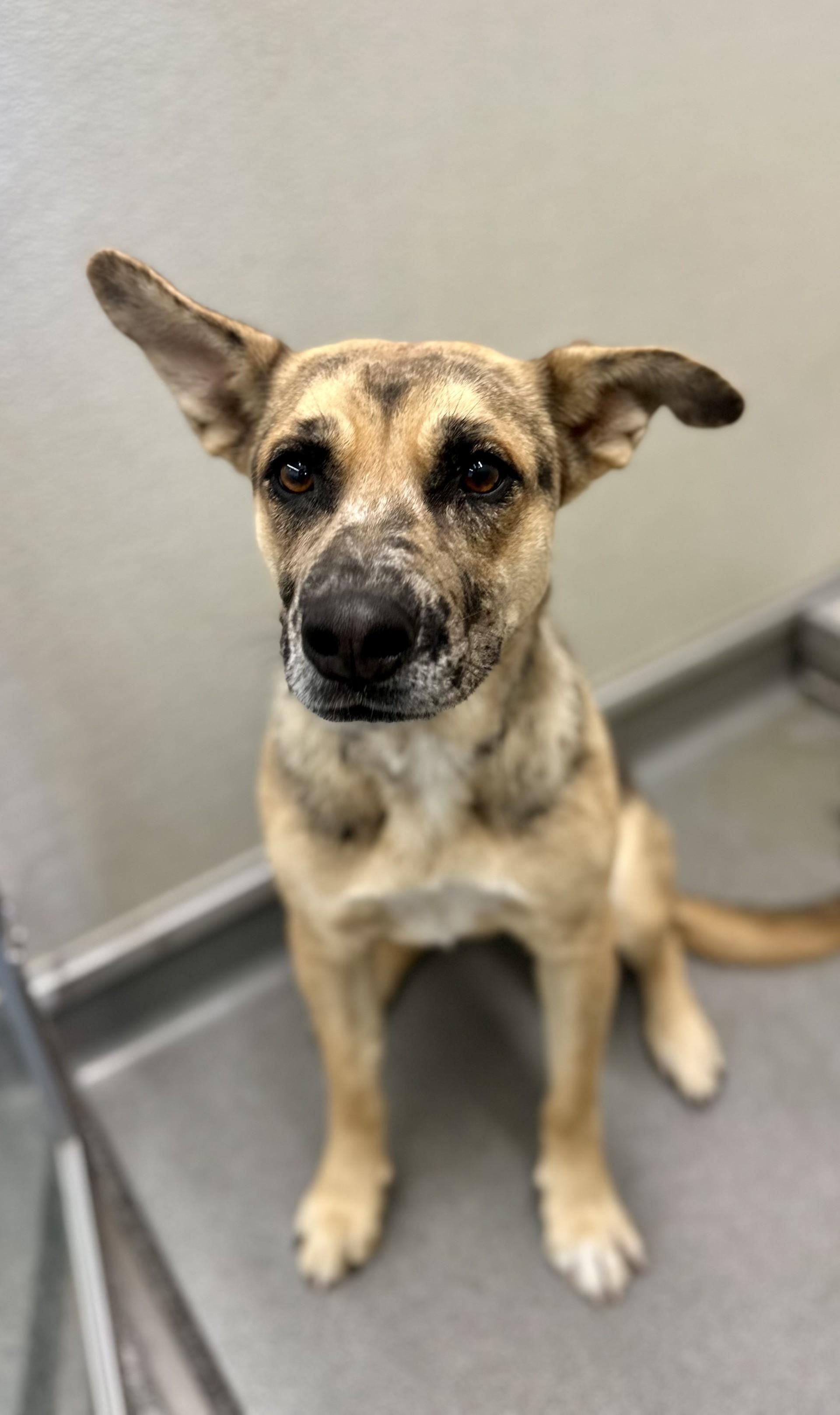 Enlarge Jewel #4000 (803), a Adoptable mixed breed in Victorville, CA image 1/1