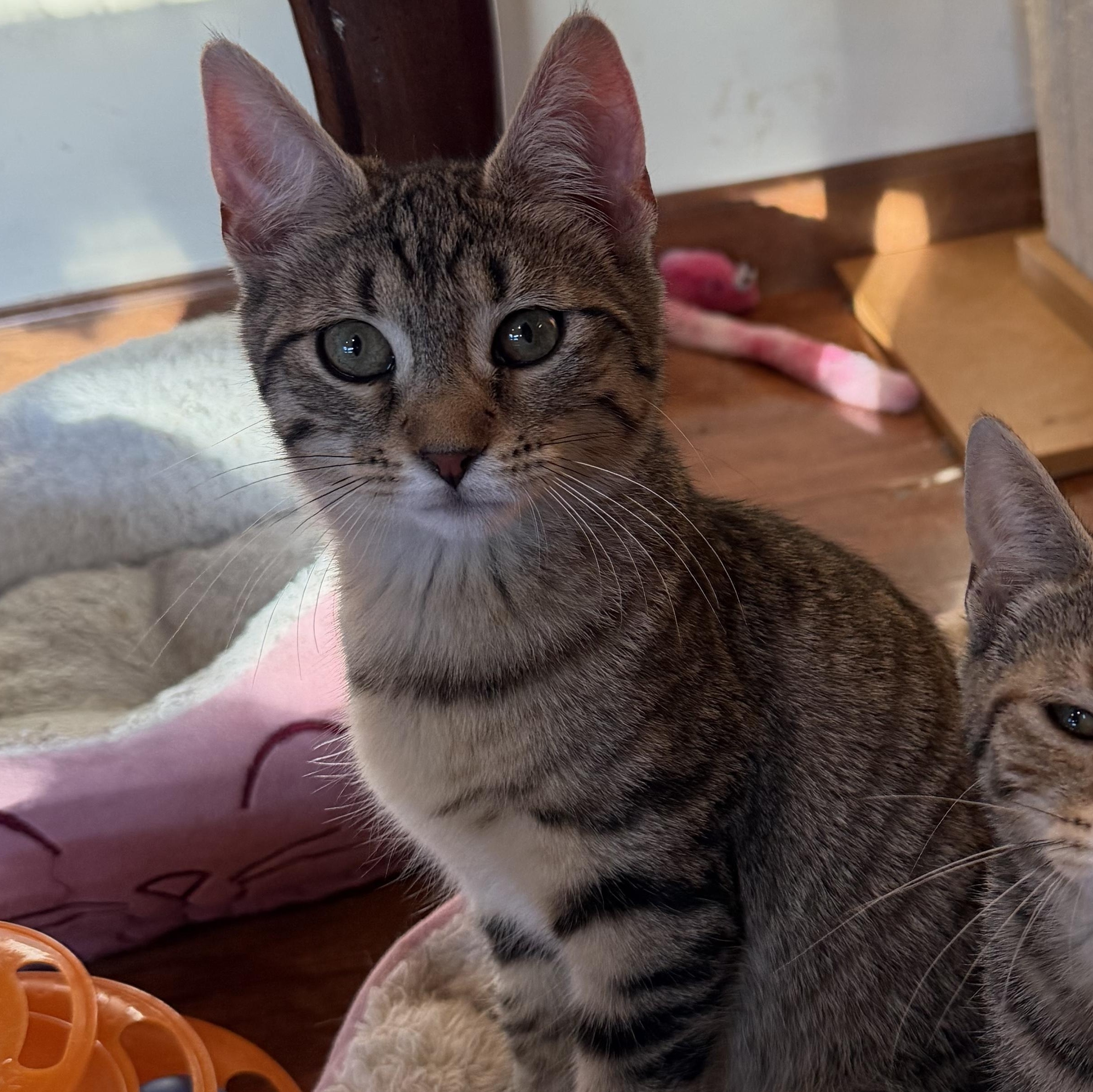 Aphrodite, ADOPTABLE, Kitten Female Domestic Short Hair.
