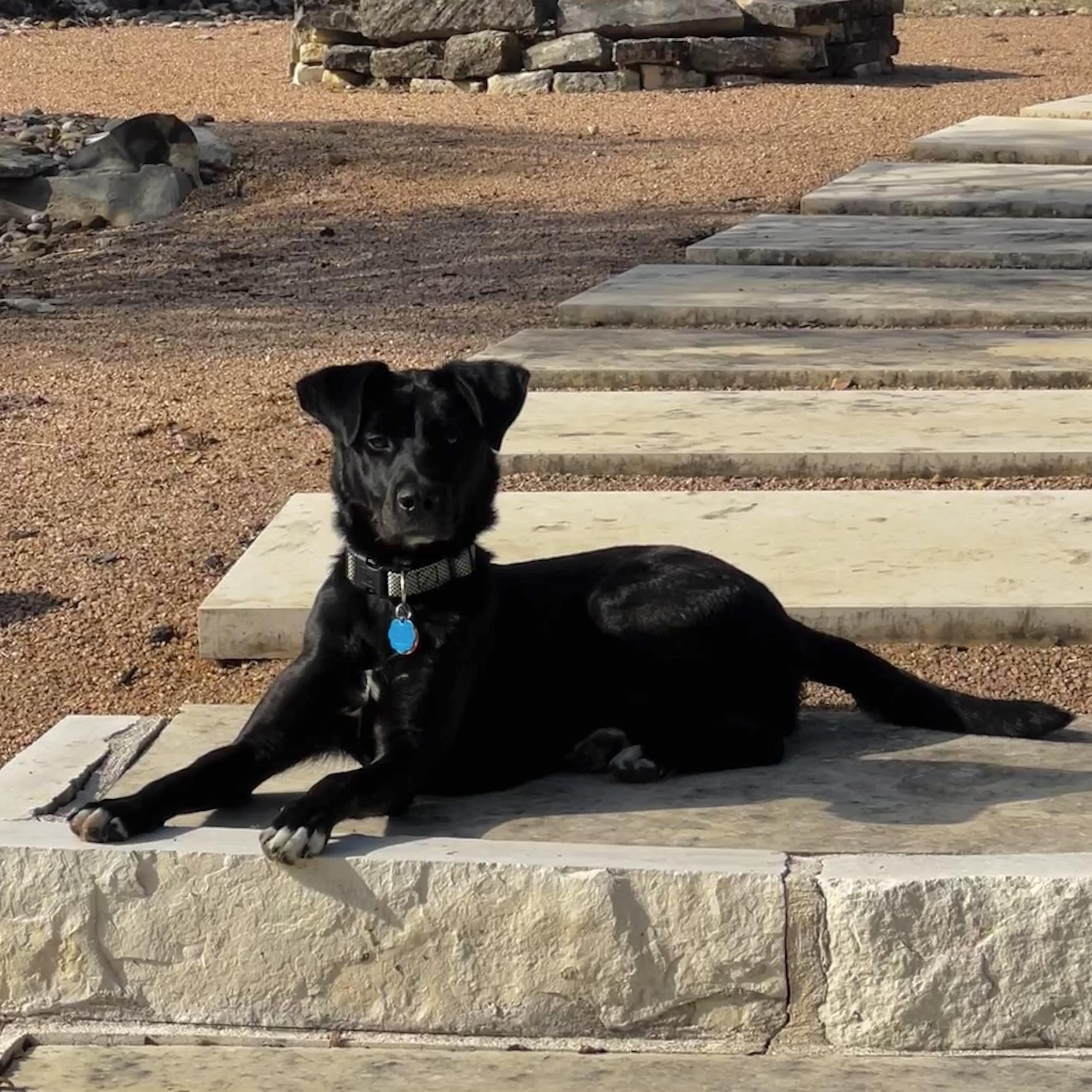 Enlarge Sophie, a Adoptable mixed breed in Cedar Park , TX image 5/6