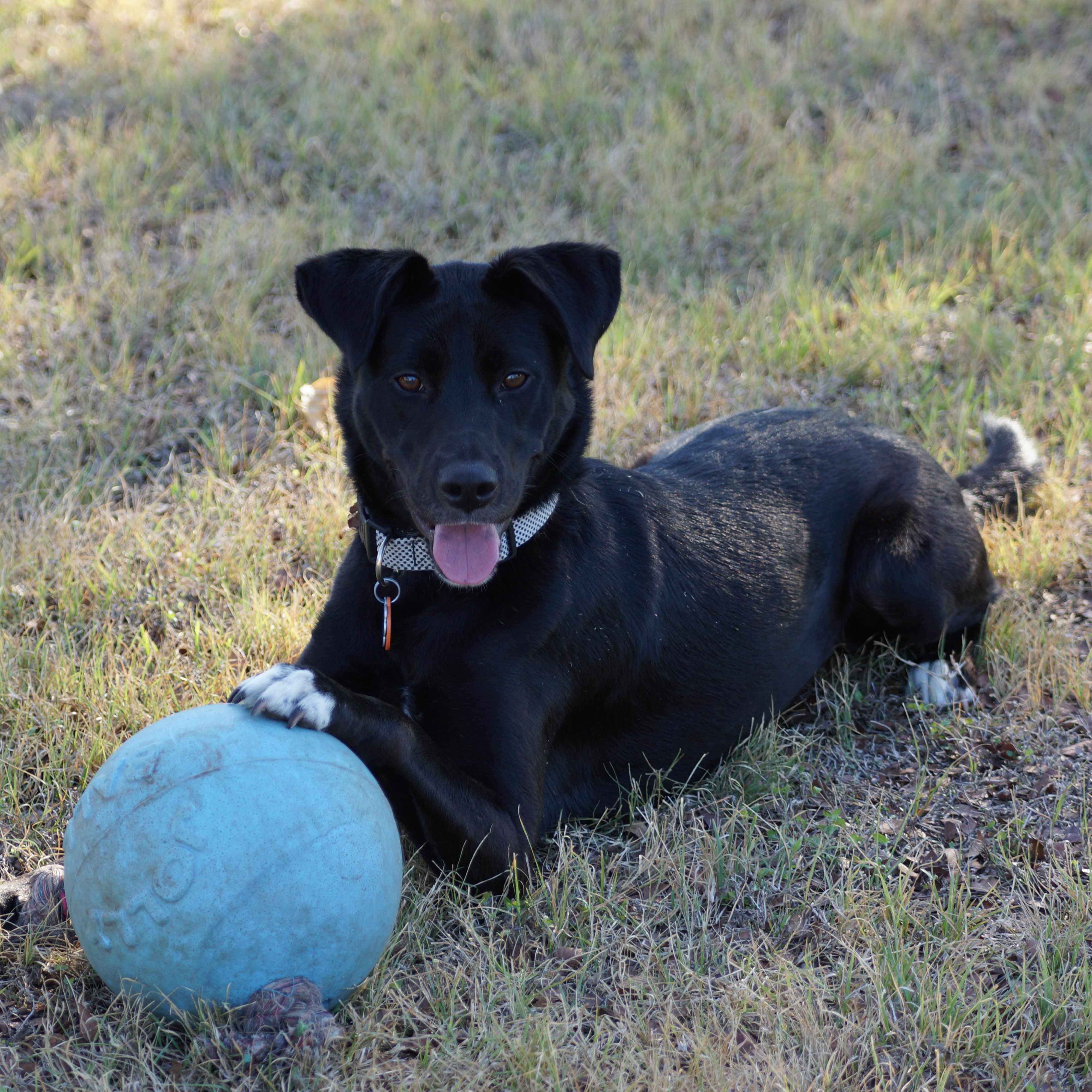 Enlarge Sophie, a Adoptable mixed breed in Cedar Park , TX image 2/6
